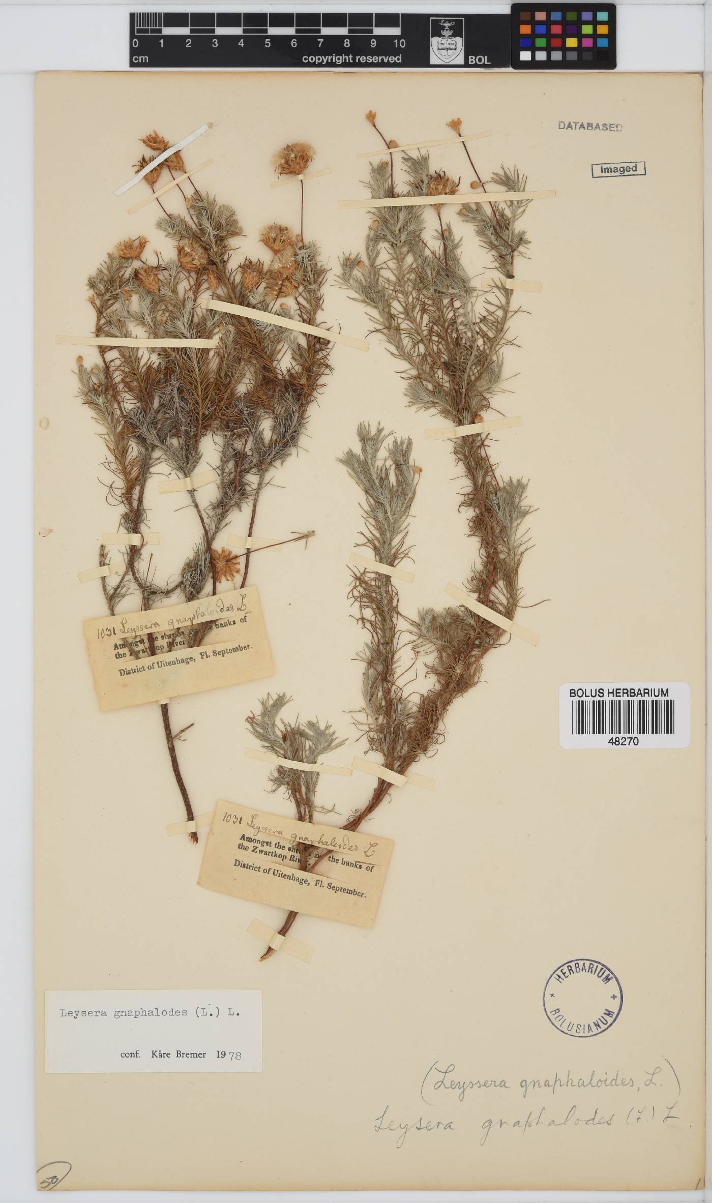 Leysera gnaphalodes image