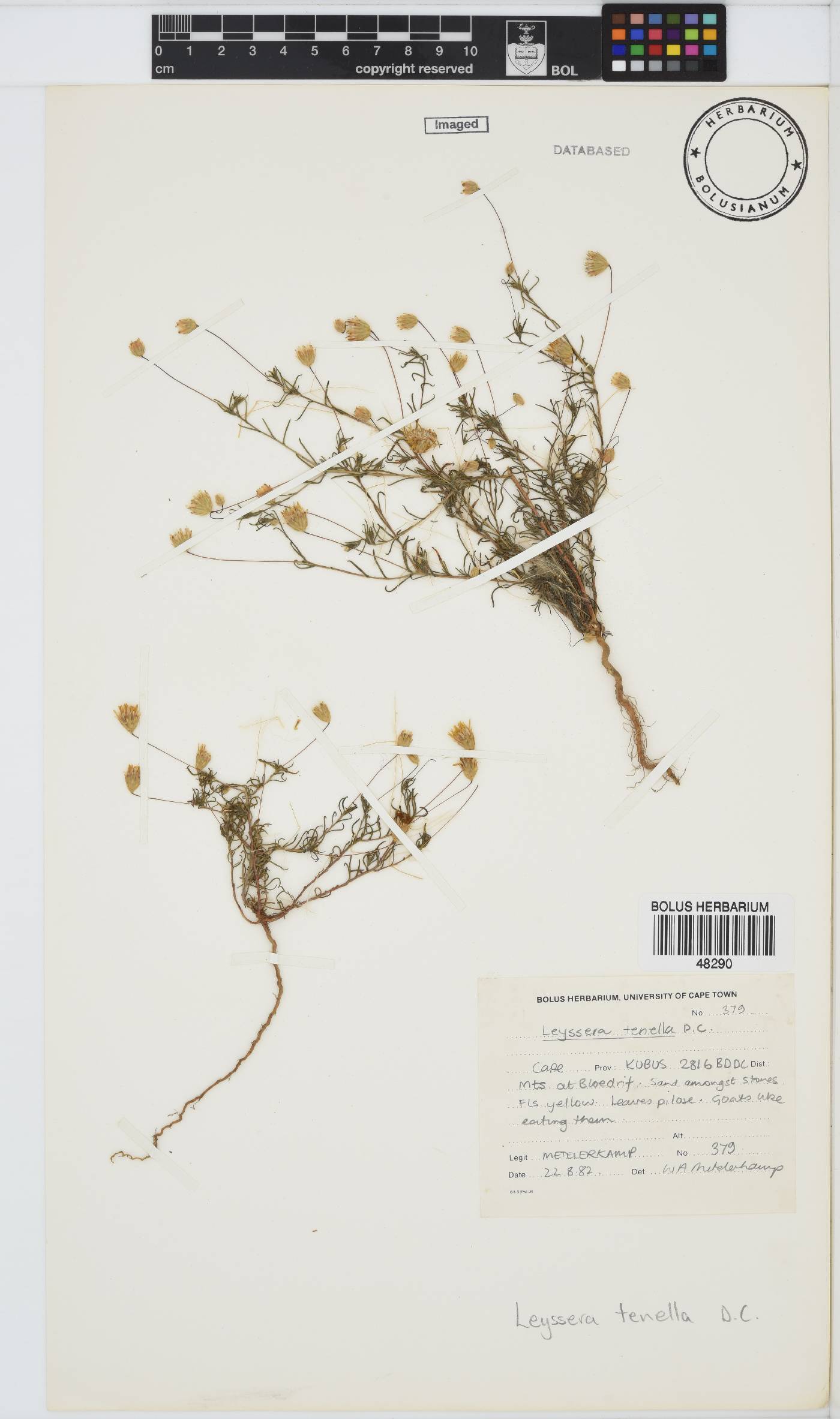 Leysera tenella image