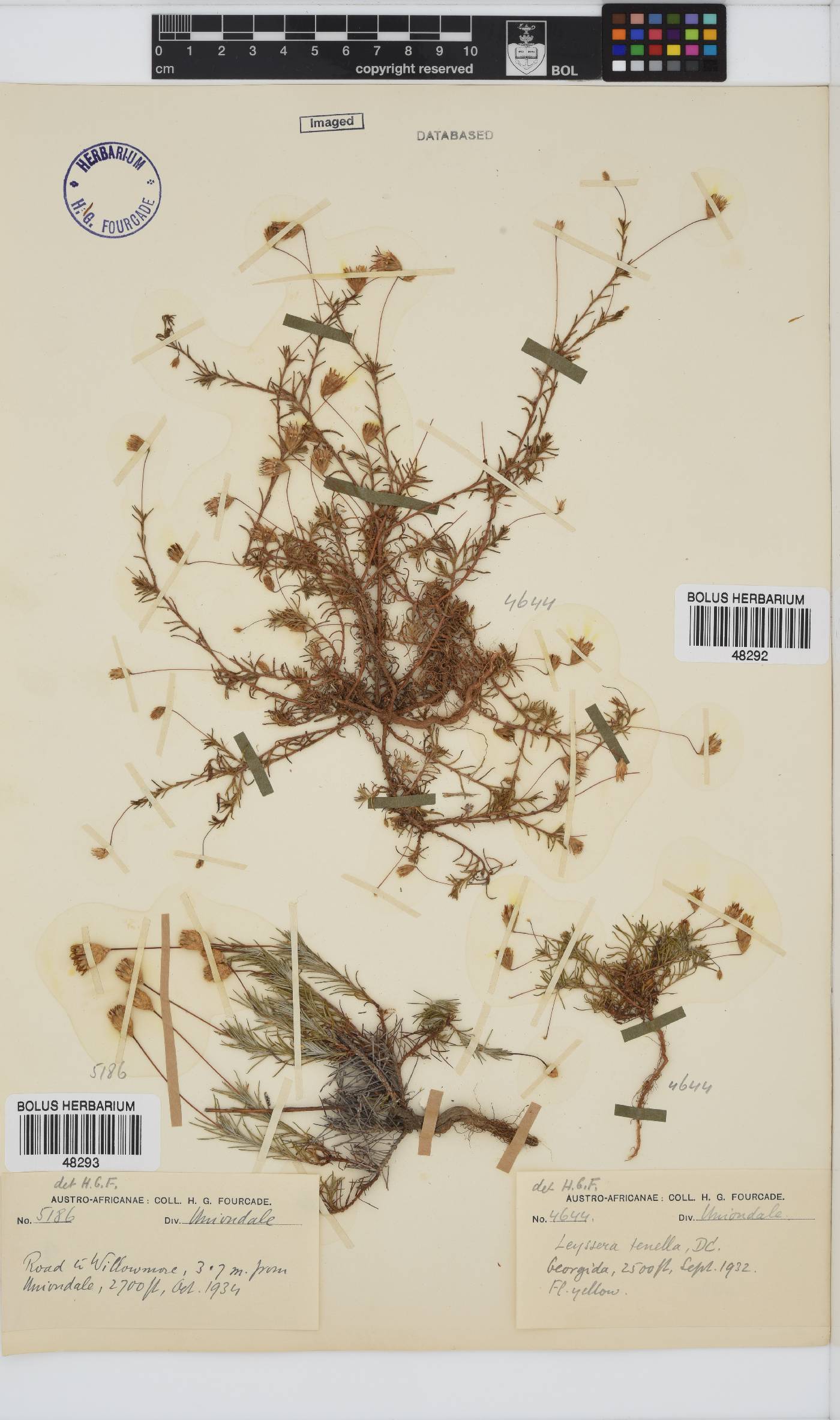 Leysera tenella image