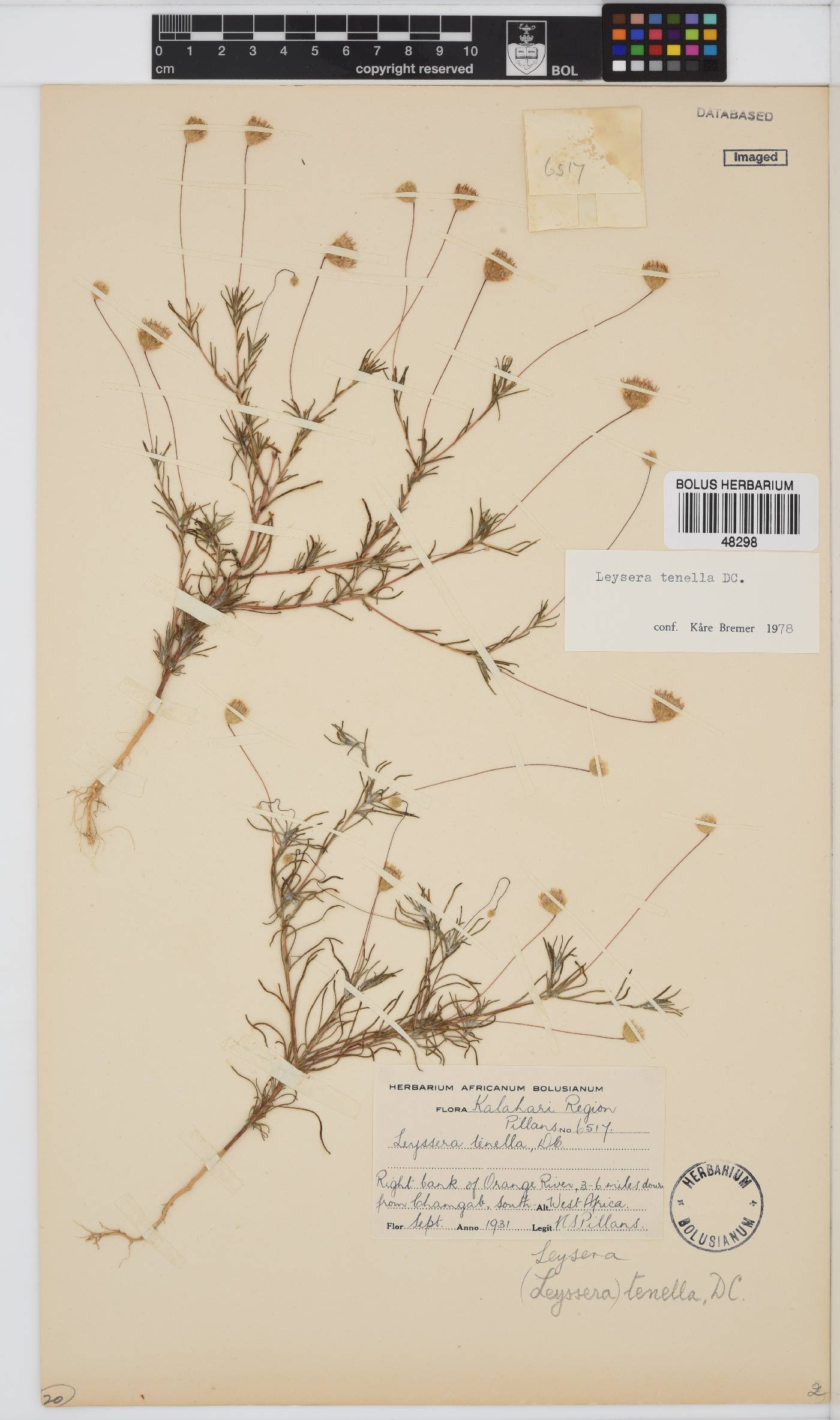 Leysera tenella image
