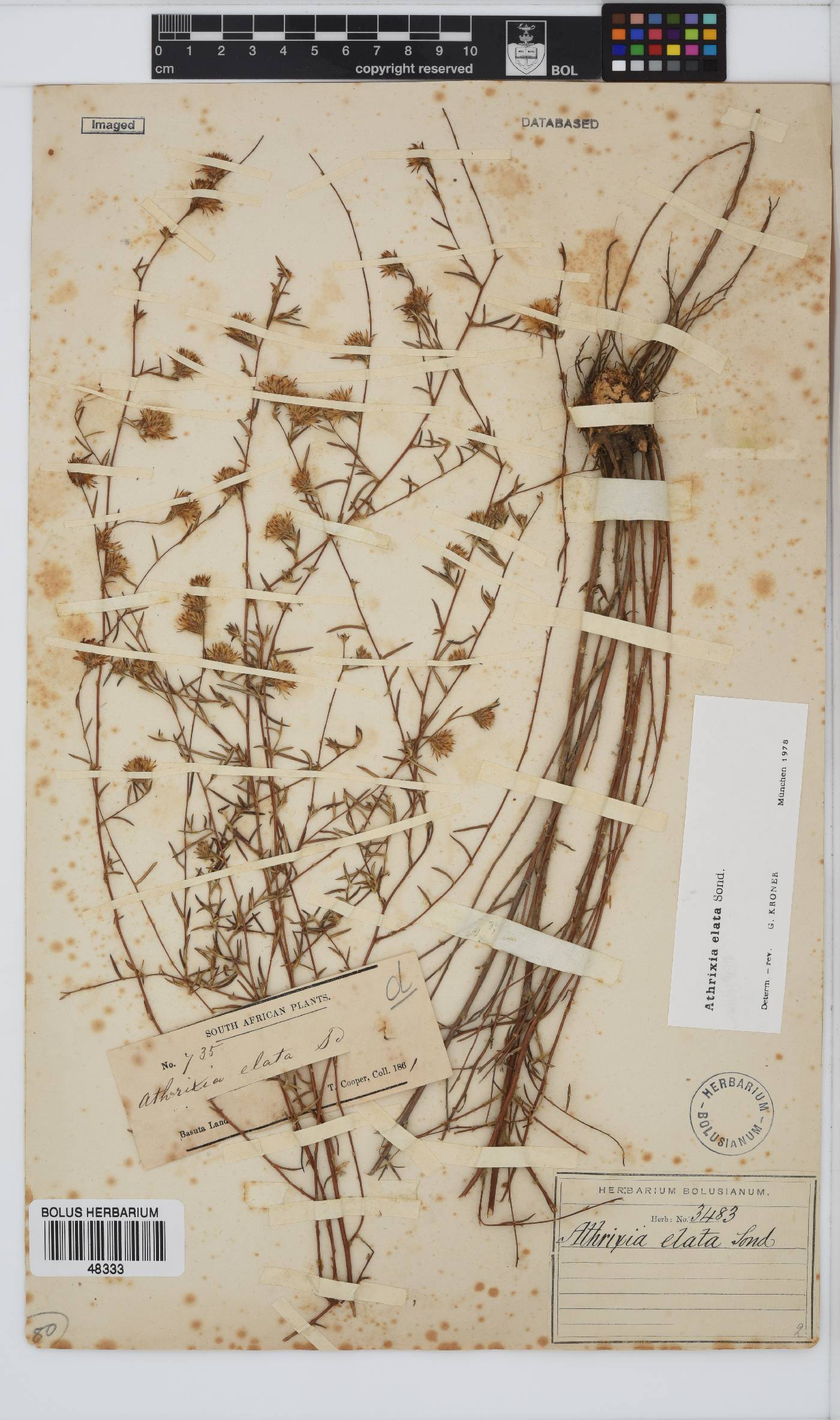 Athrixia elata image