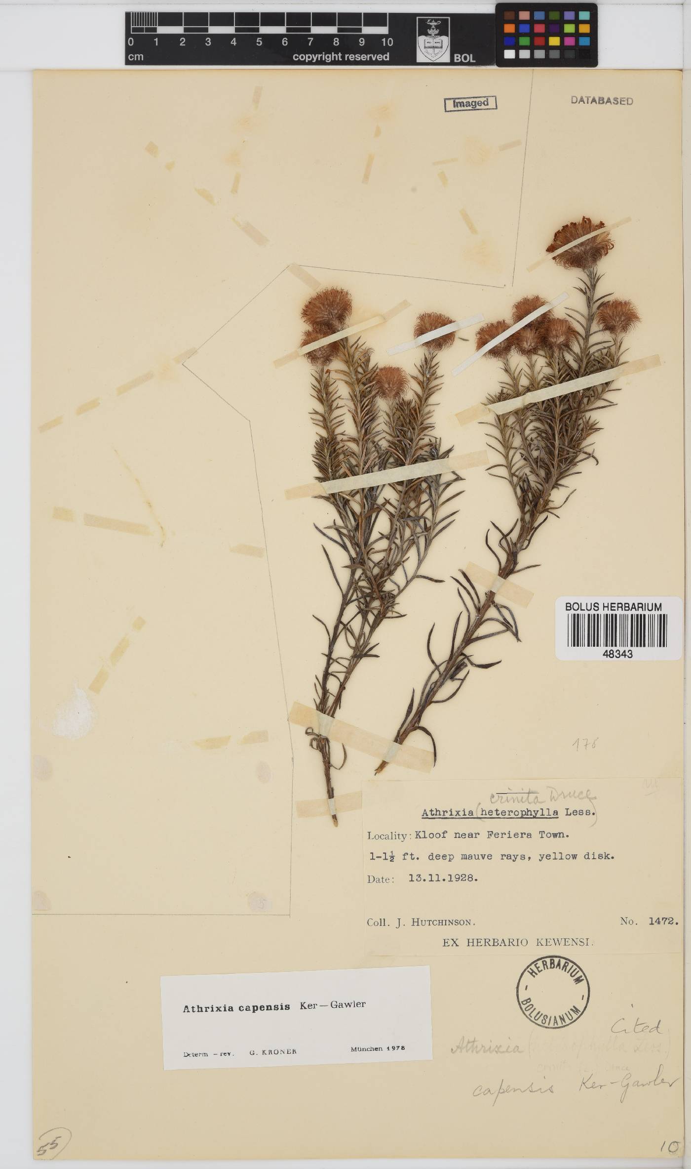 Athrixia capensis image