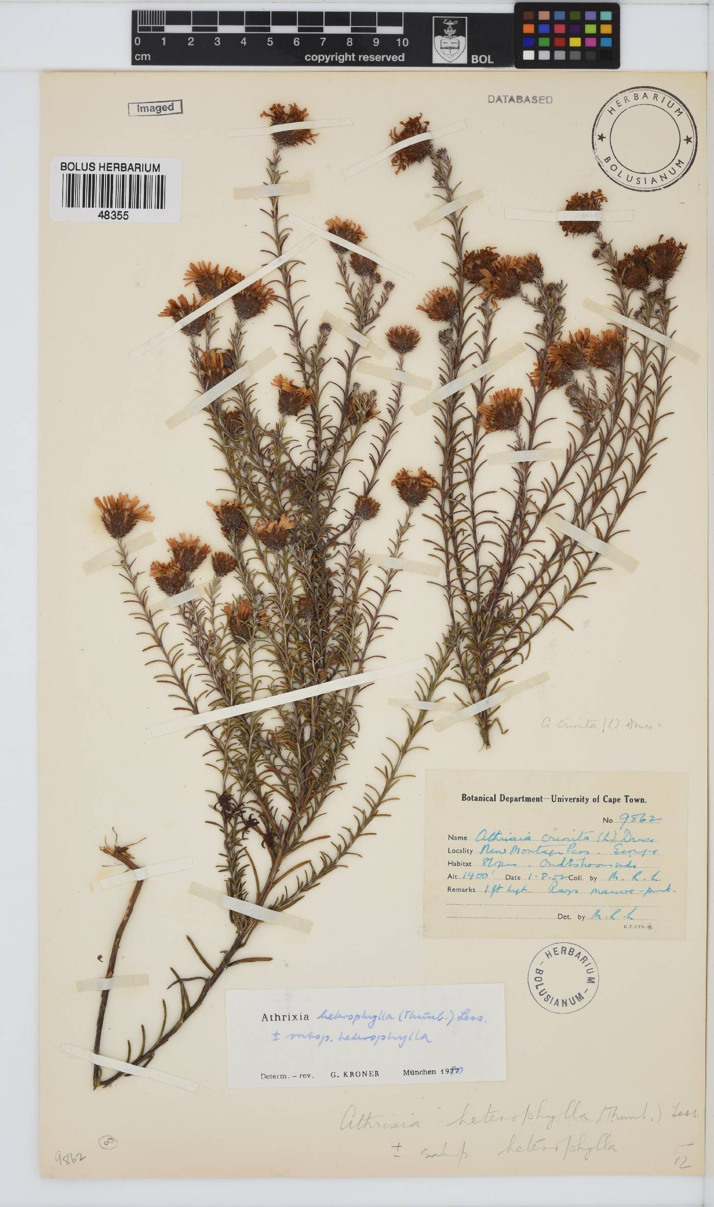 Athrixia heterophylla subsp. heterophylla image