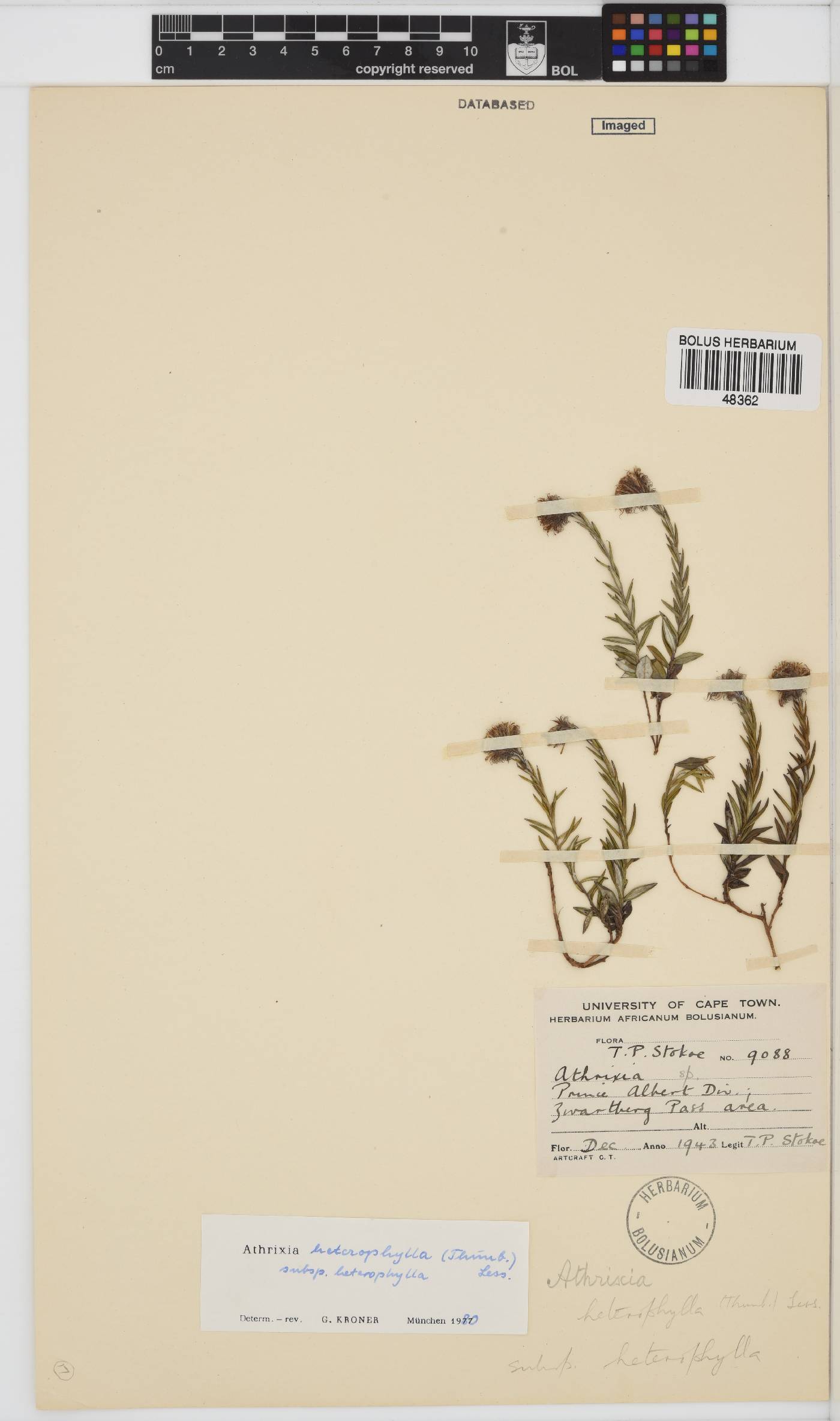Athrixia heterophylla image