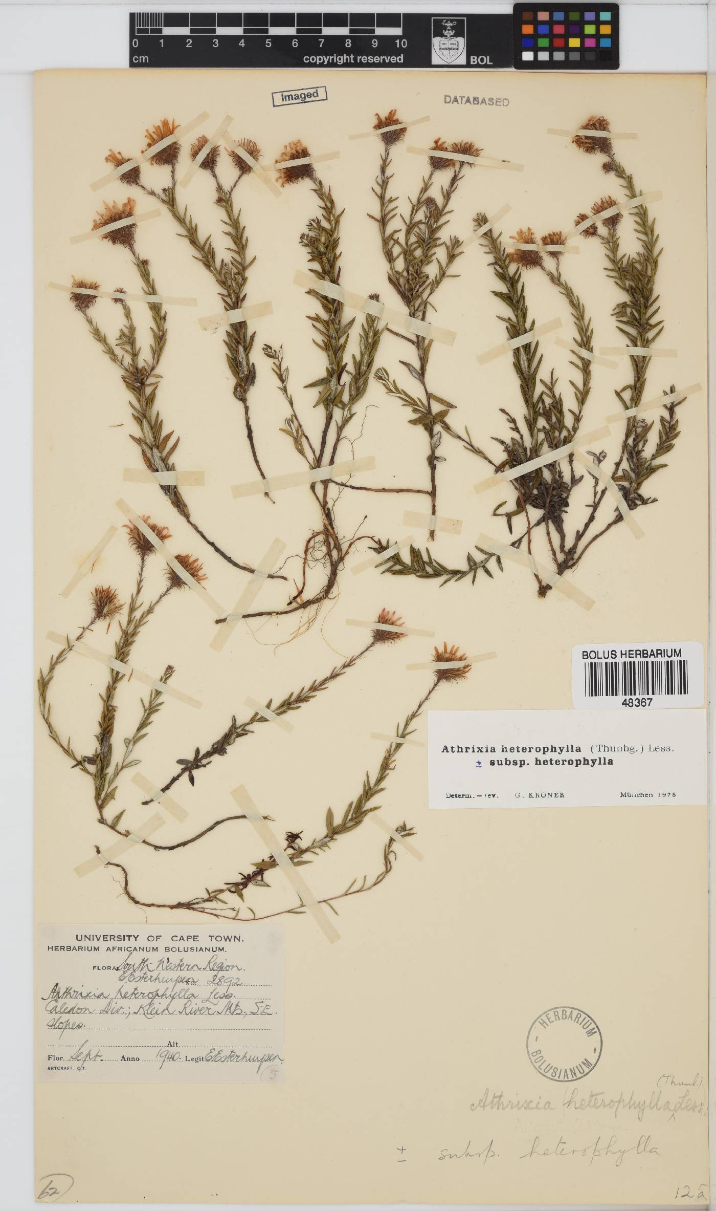 Athrixia heterophylla image