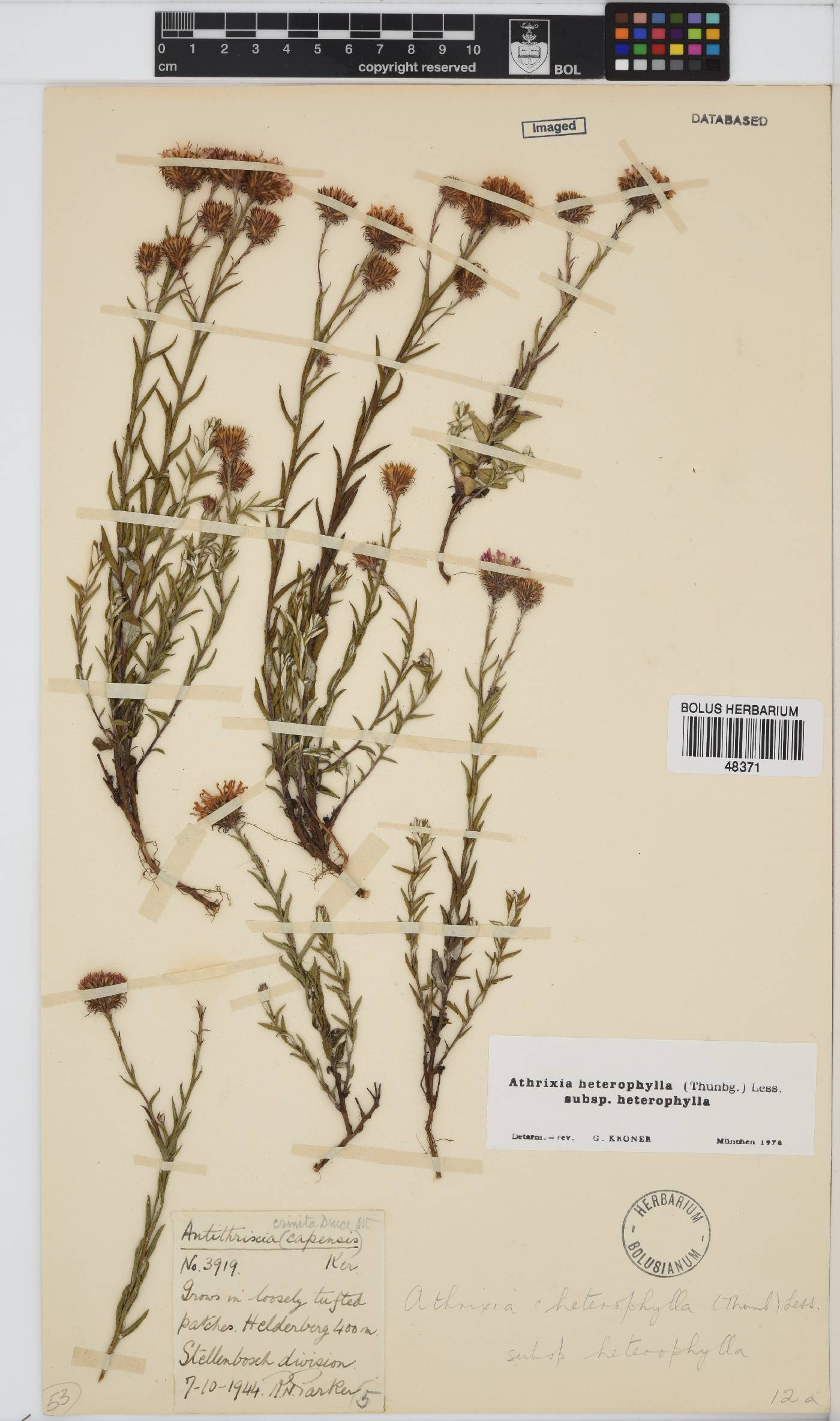 Athrixia heterophylla subsp. heterophylla image