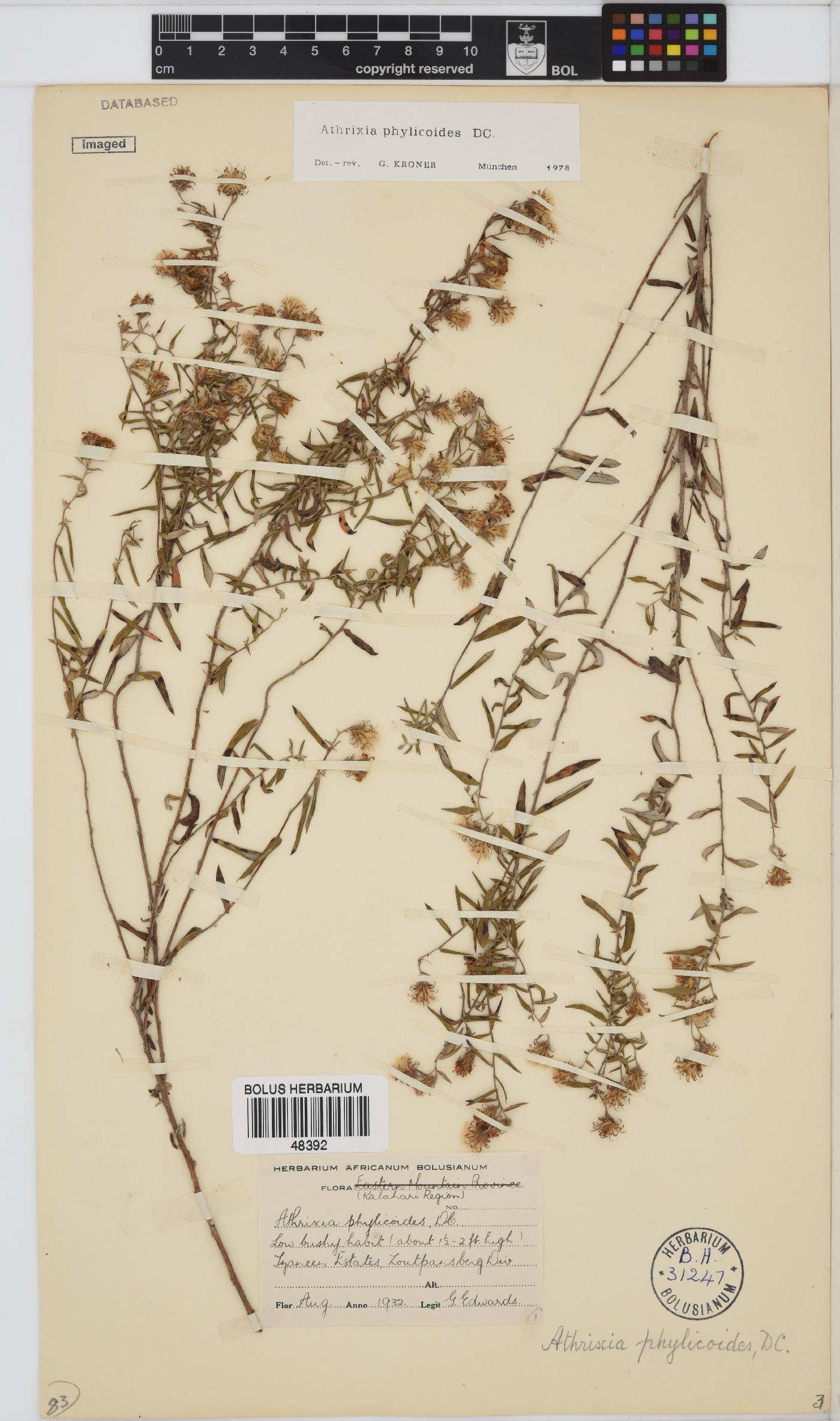 Athrixia phylicoides image