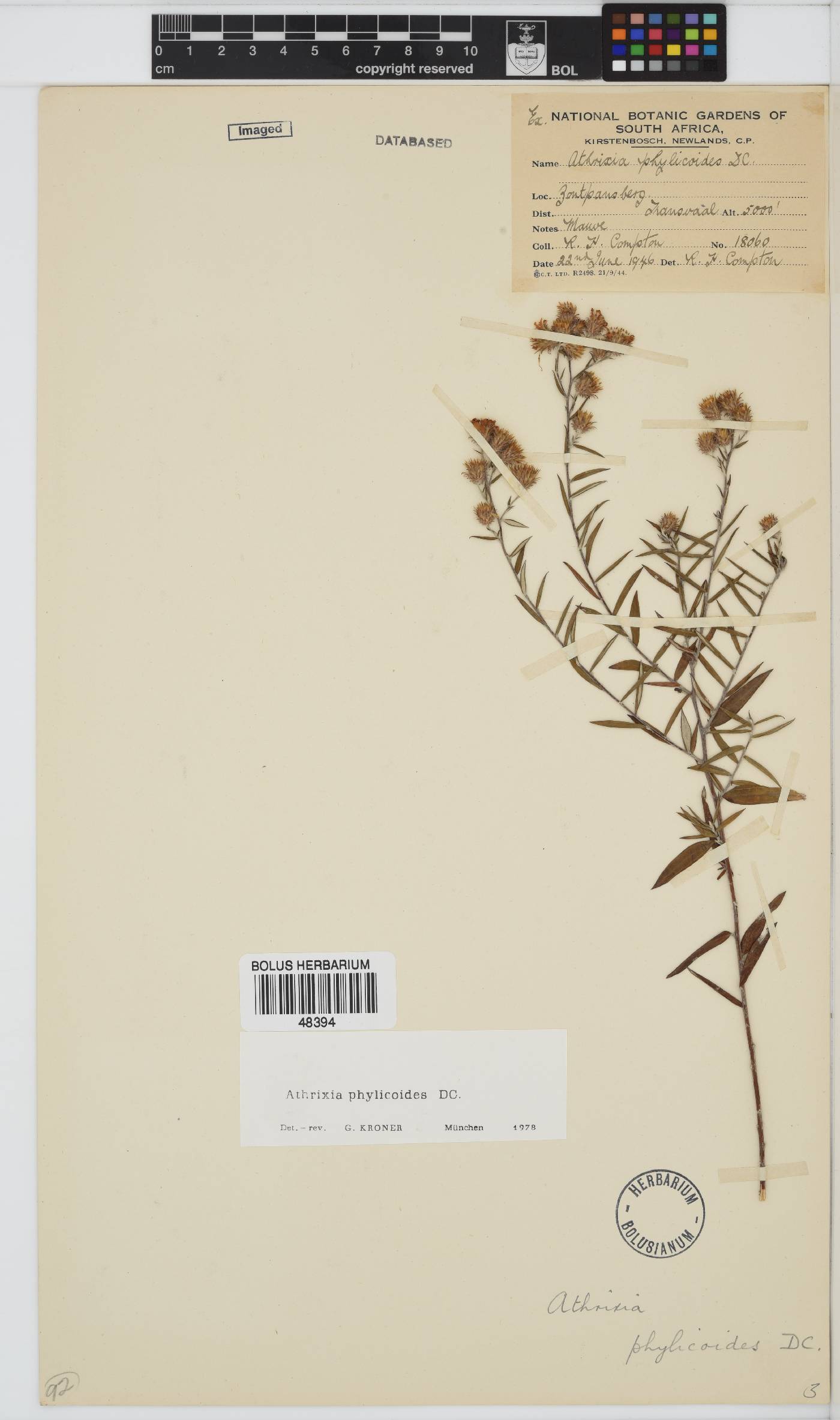 Athrixia phylicoides image