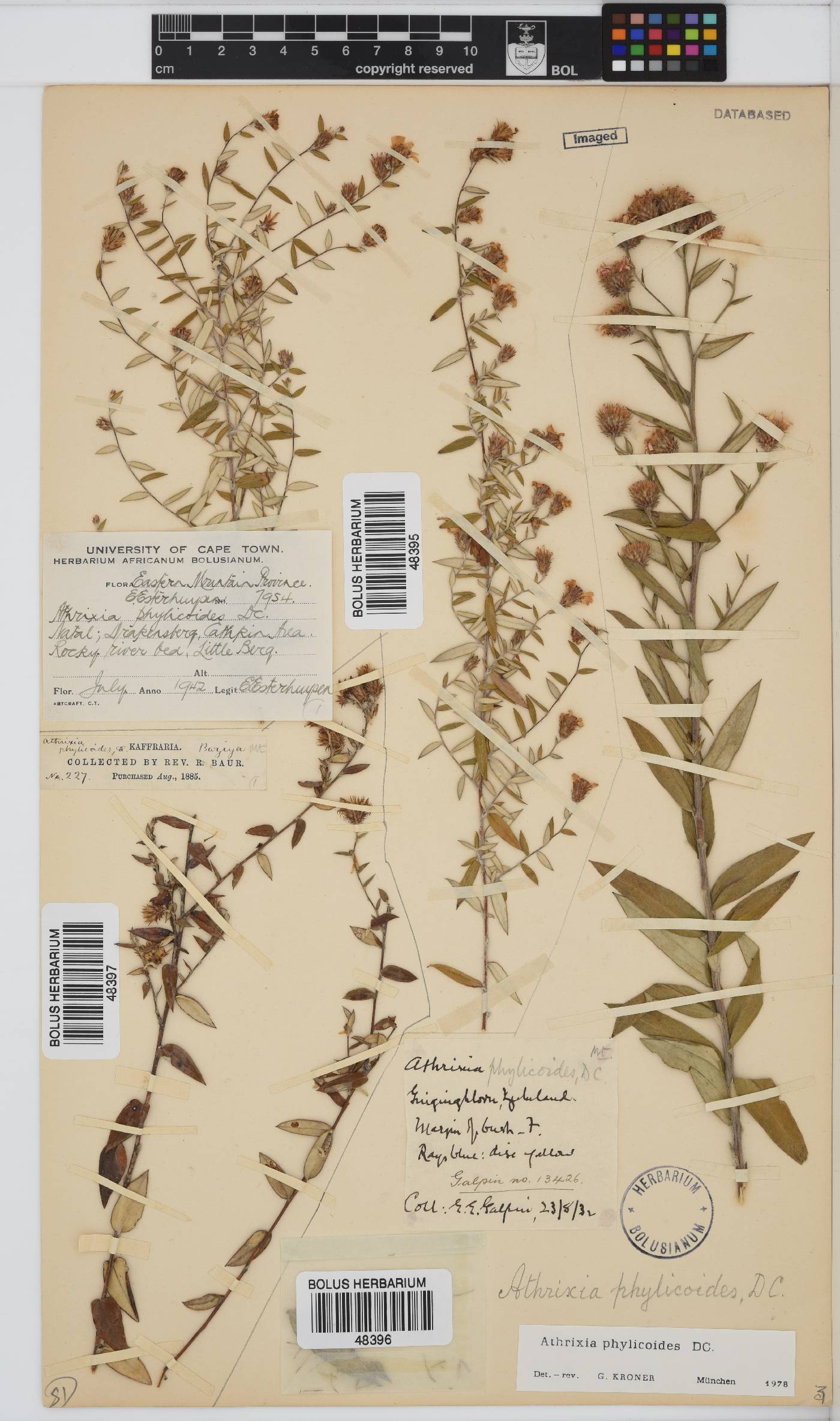 Athrixia phylicoides image