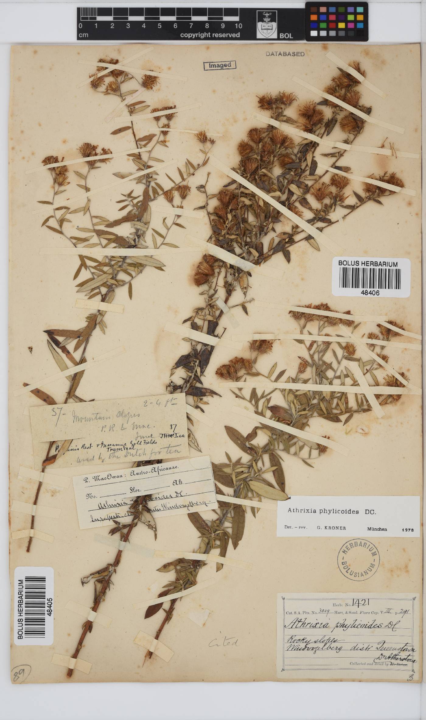 Athrixia phylicoides image