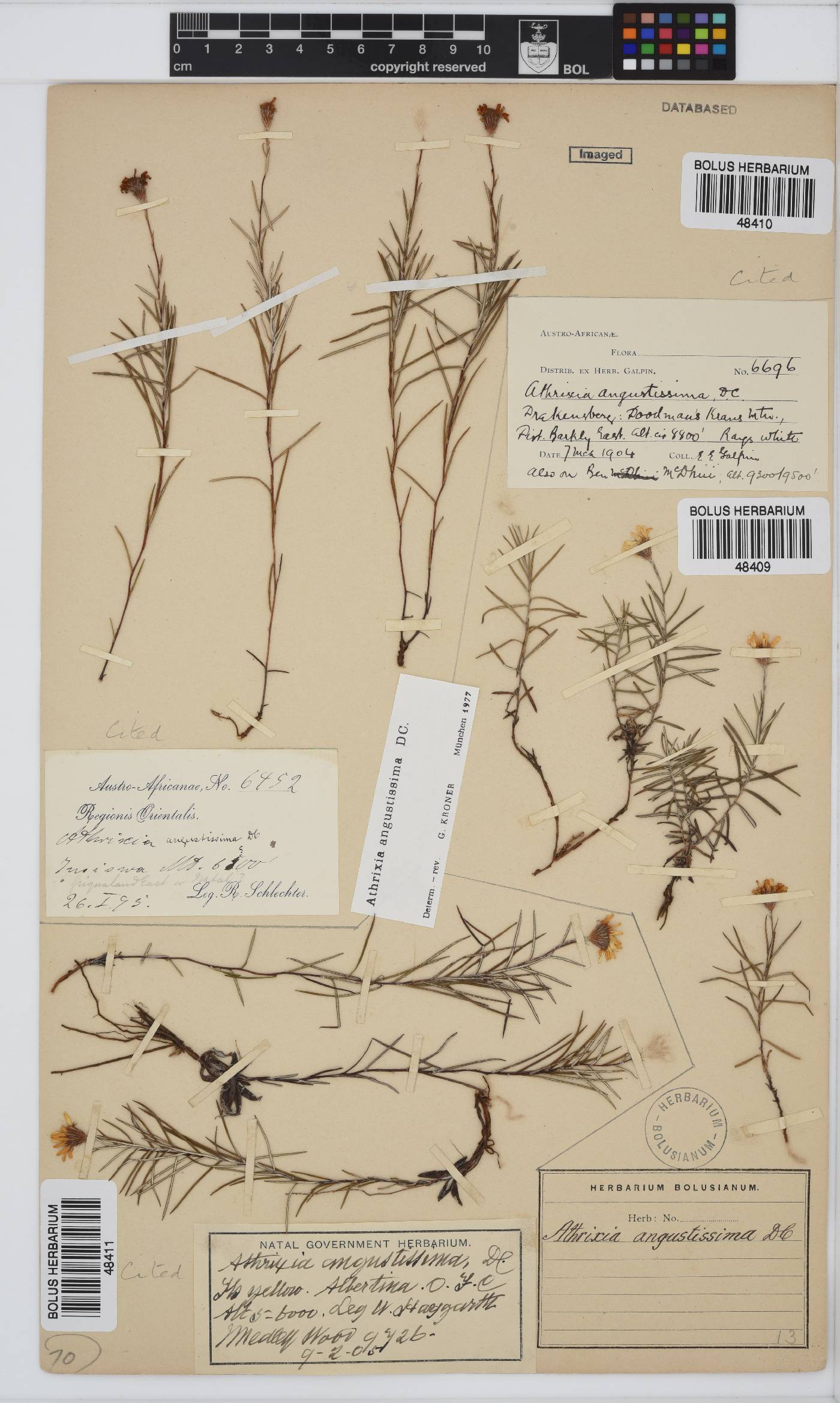 Athrixia angustissima image