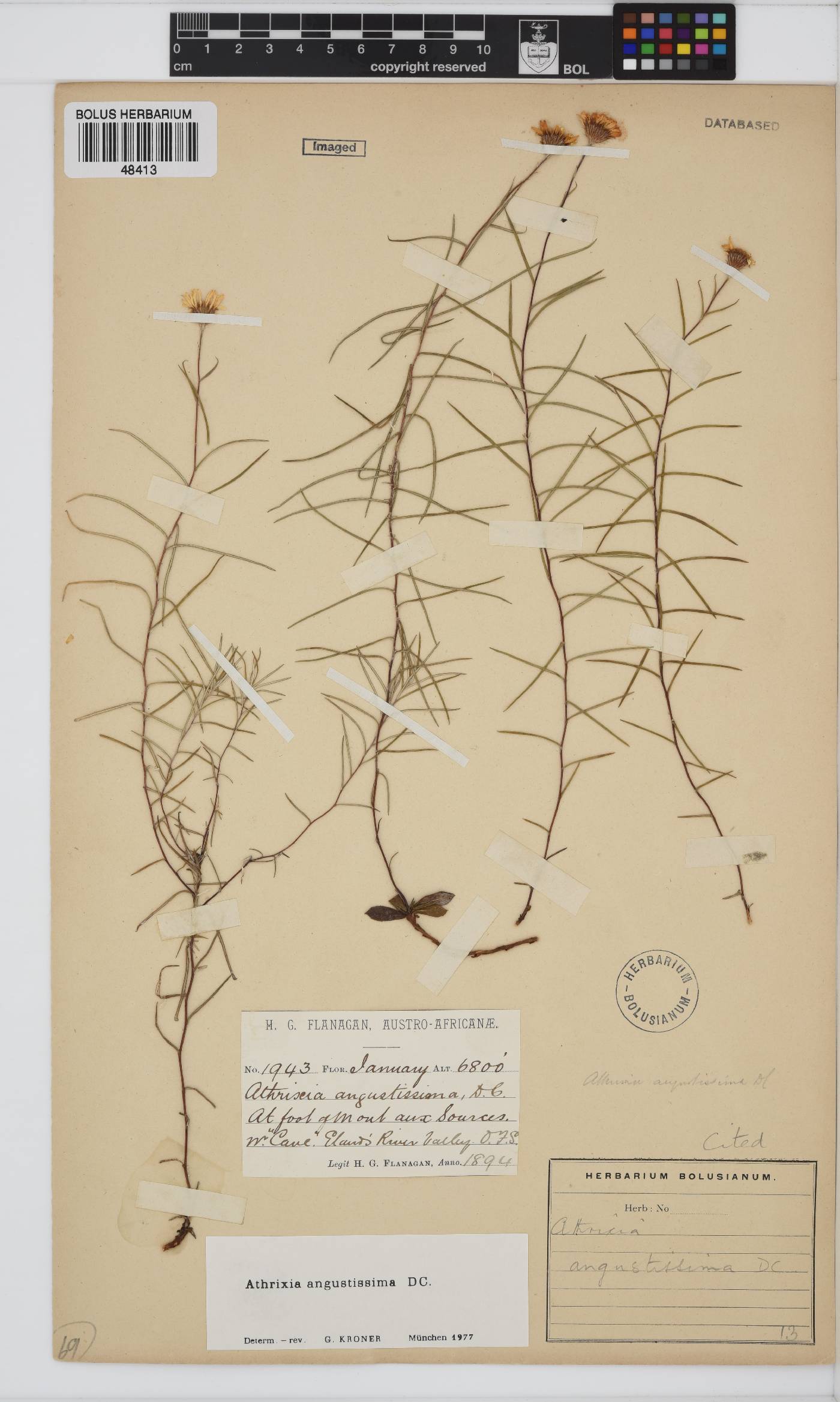 Athrixia angustissima image