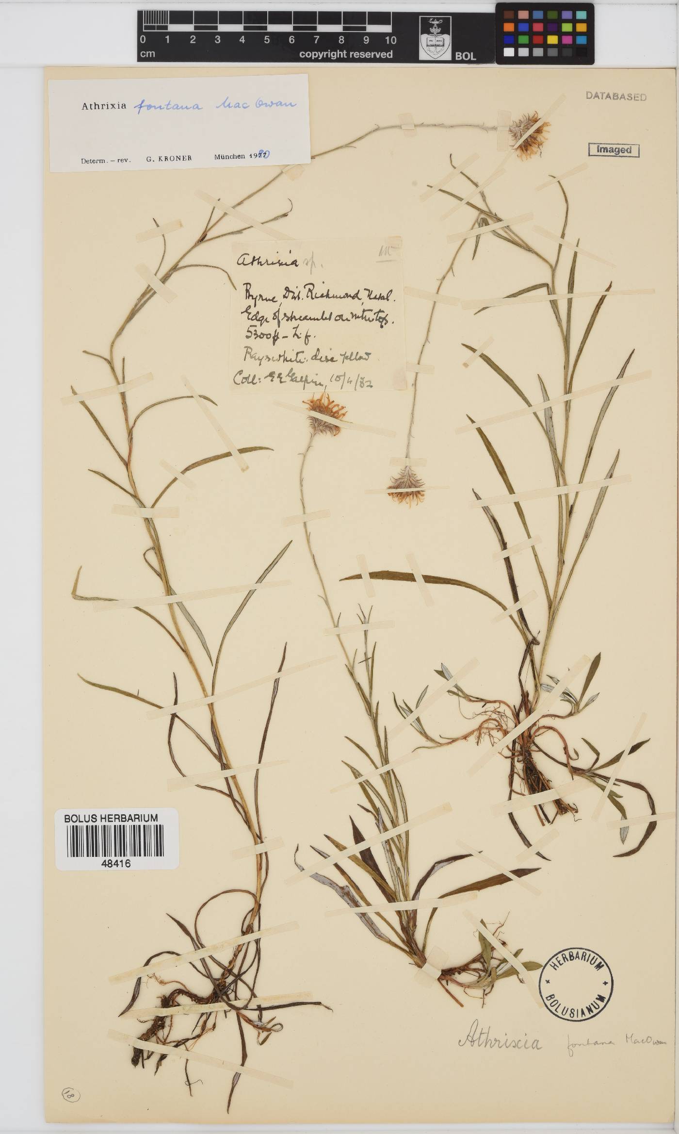 Athrixia fontana image