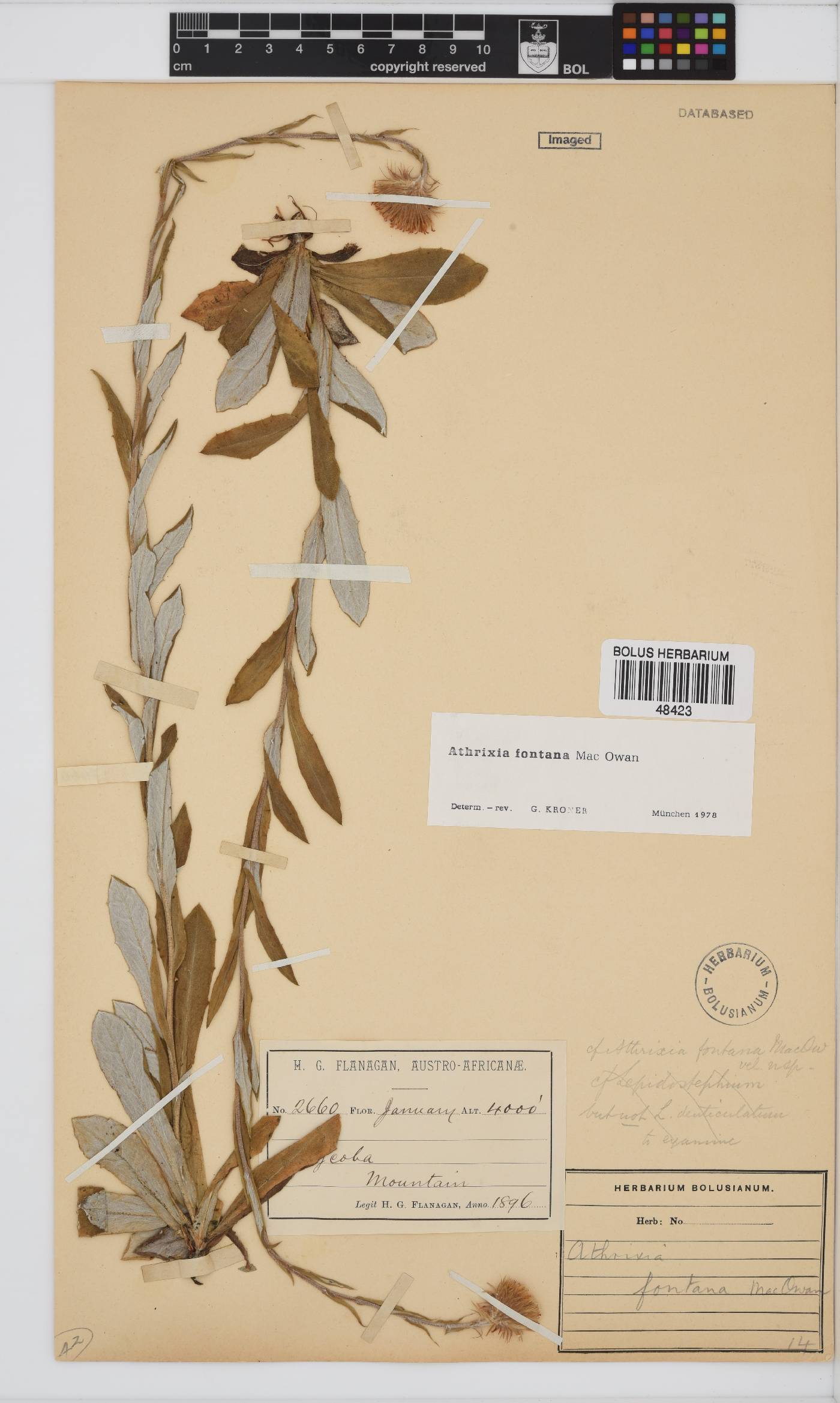Athrixia fontana image
