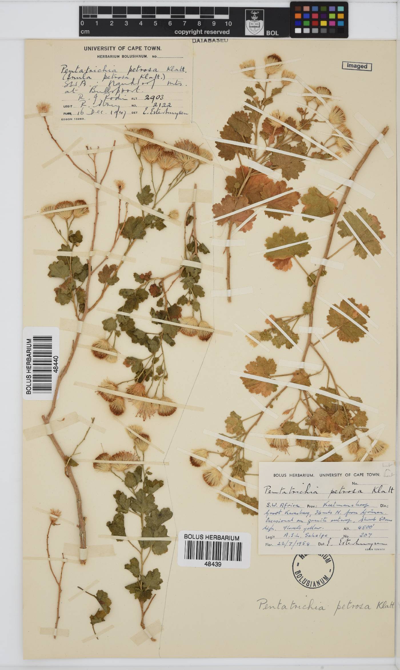 Pentatrichia image