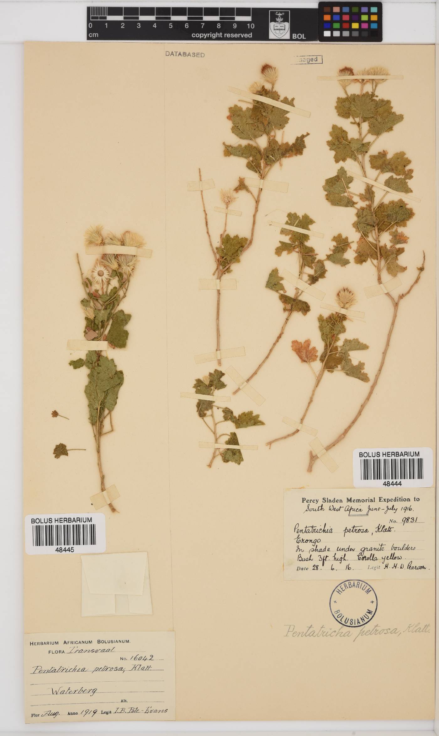 Pentatrichia petrosa image