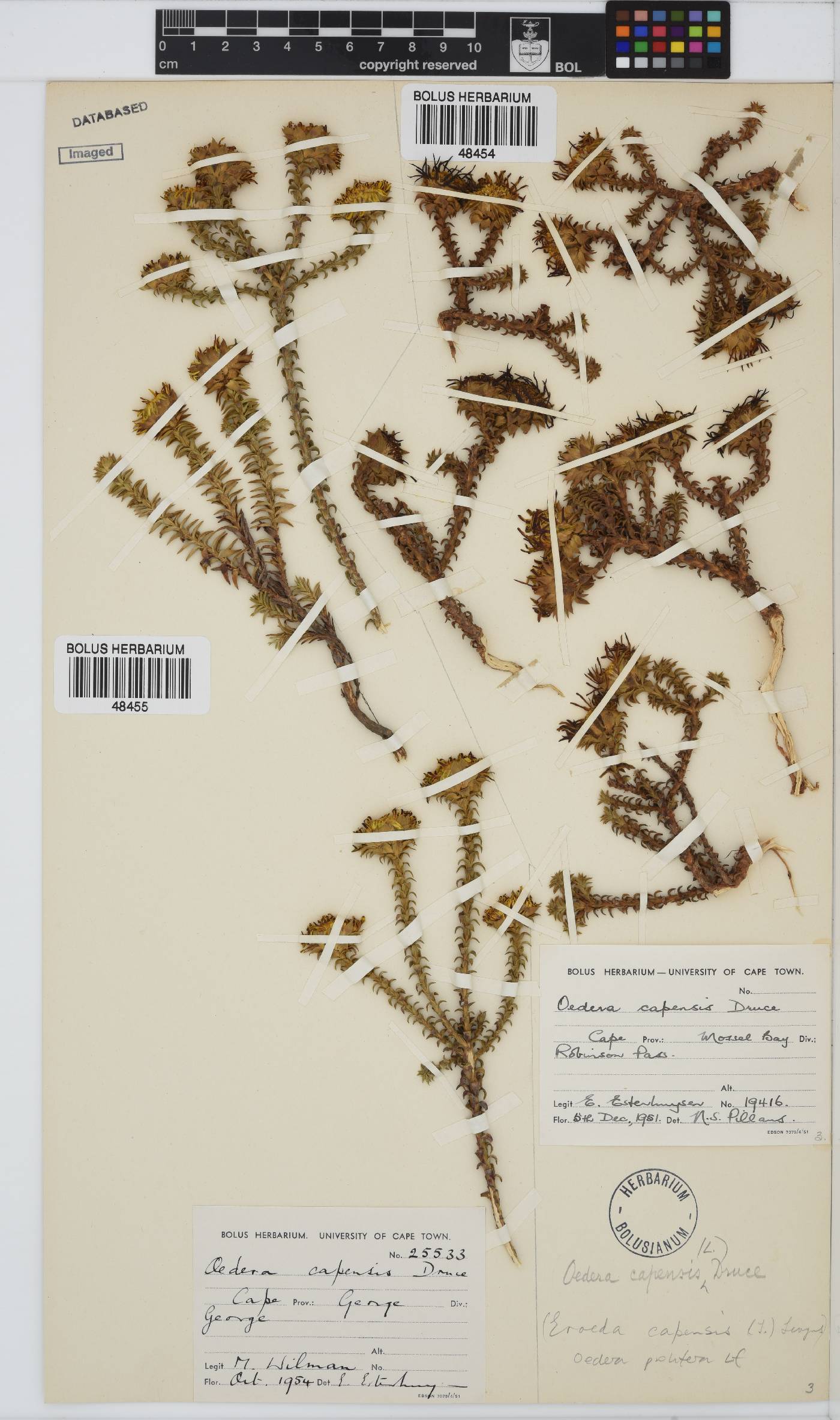 Oedera capensis image