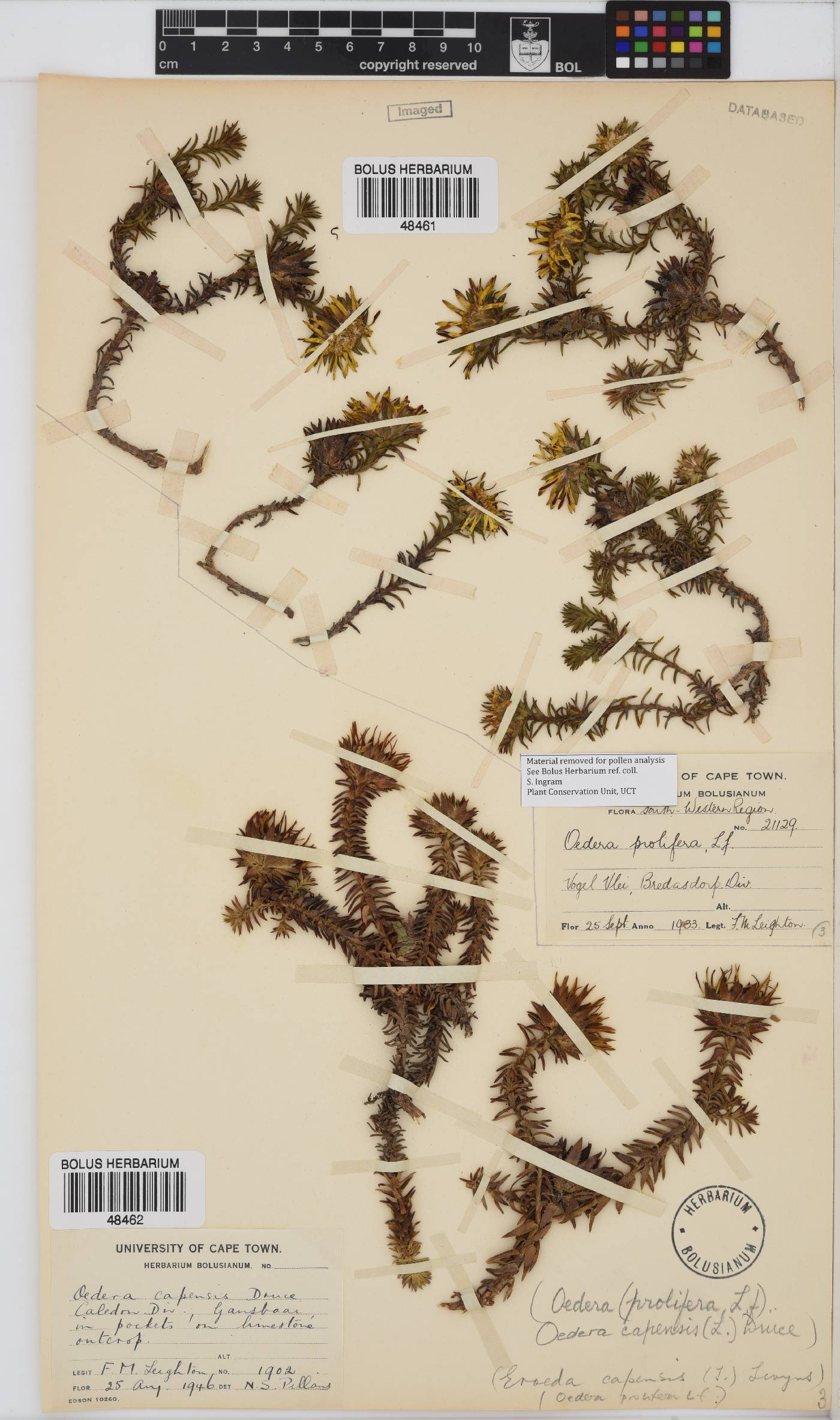 Oedera capensis image