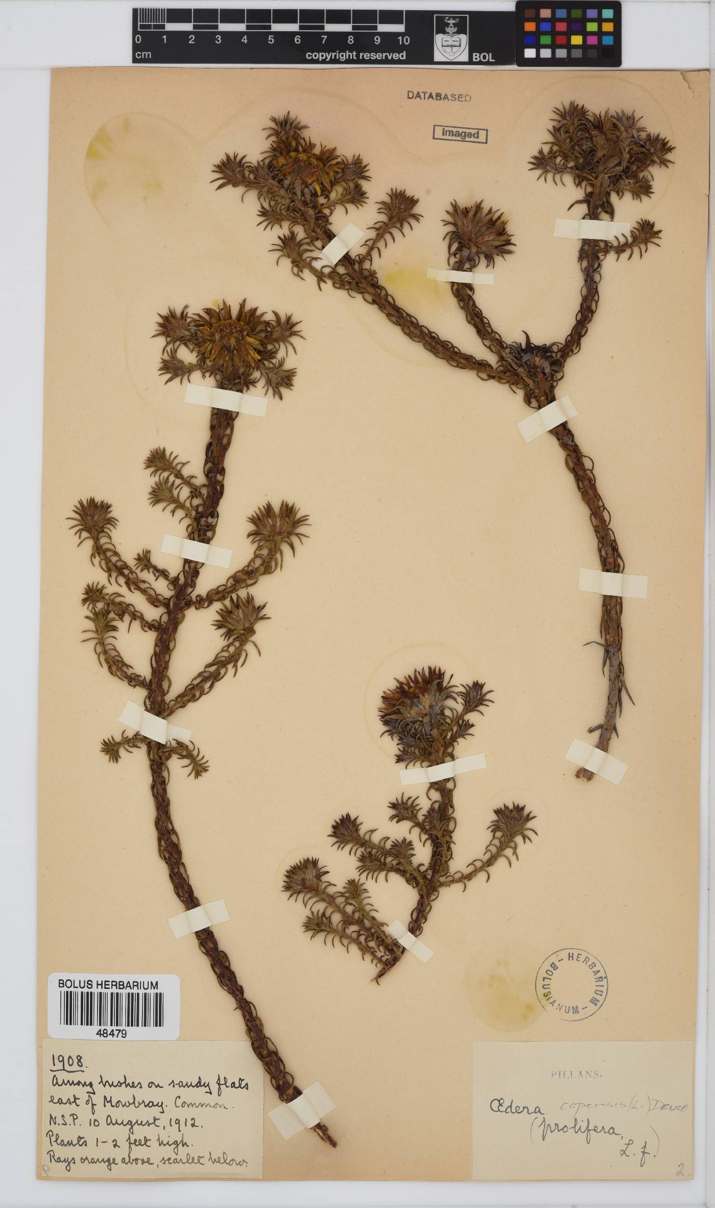 Oedera capensis image