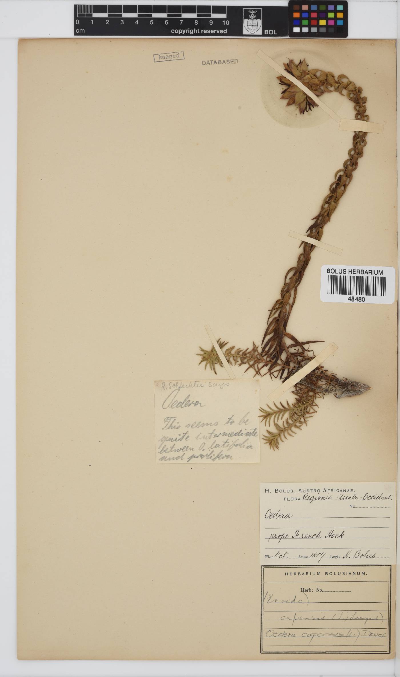 Oedera capensis image