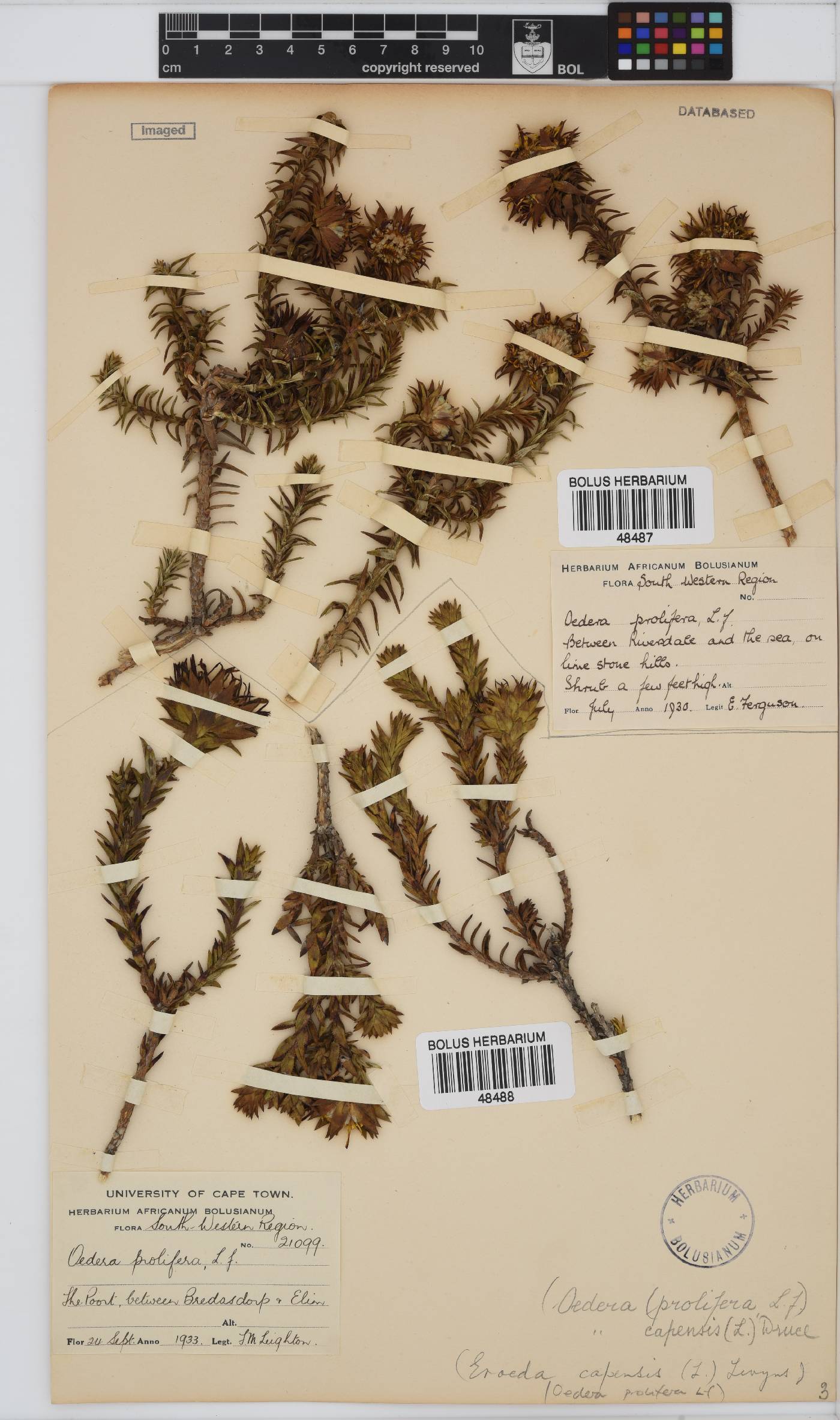 Oedera capensis image
