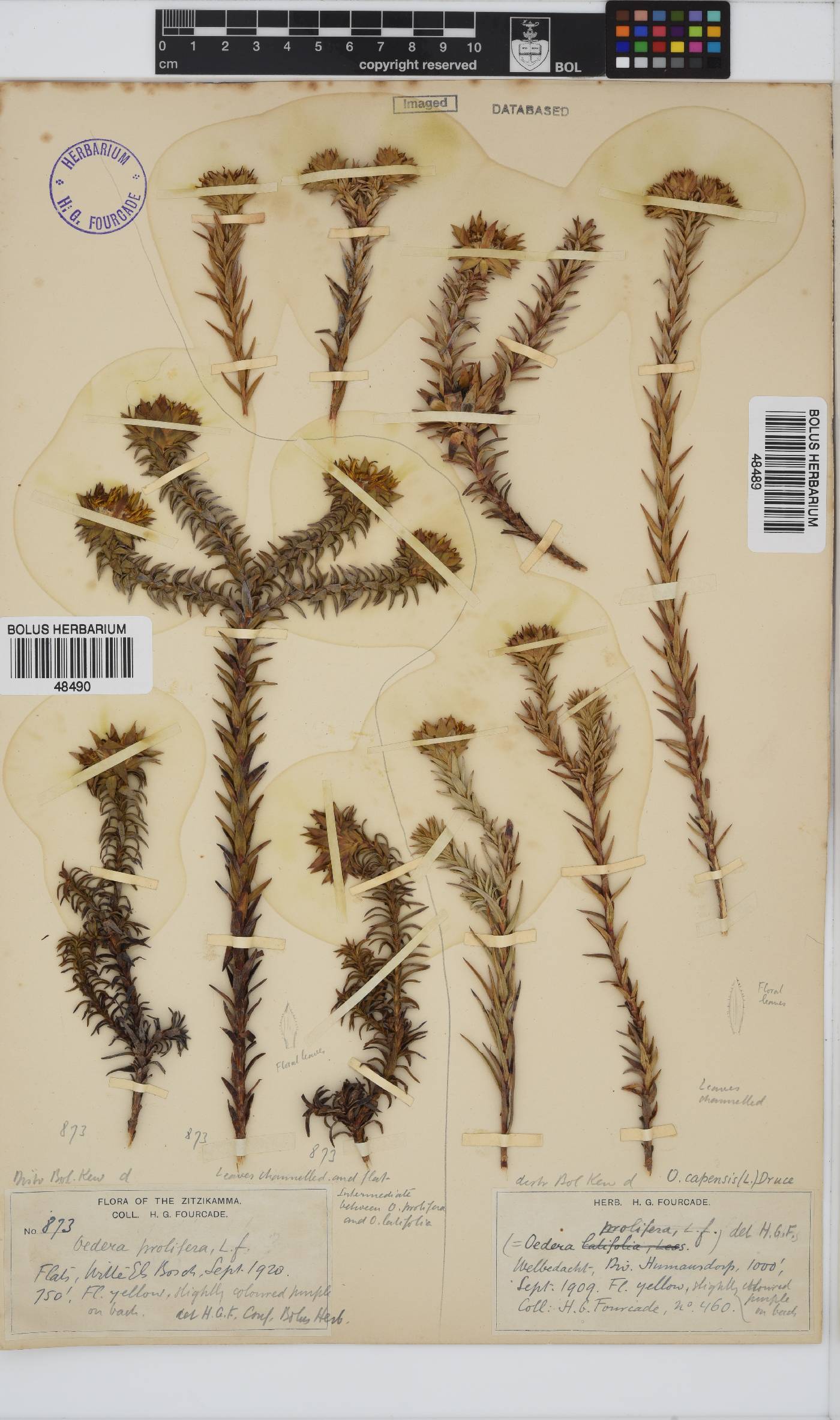 Oedera capensis image