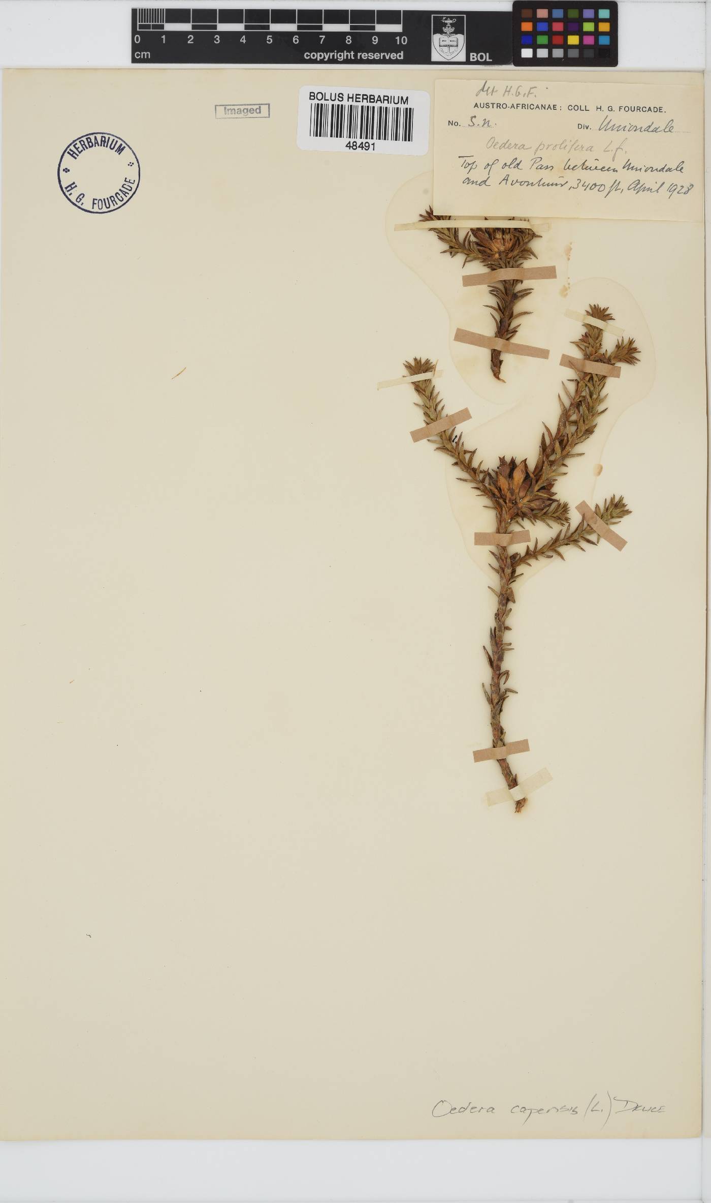 Oedera capensis image