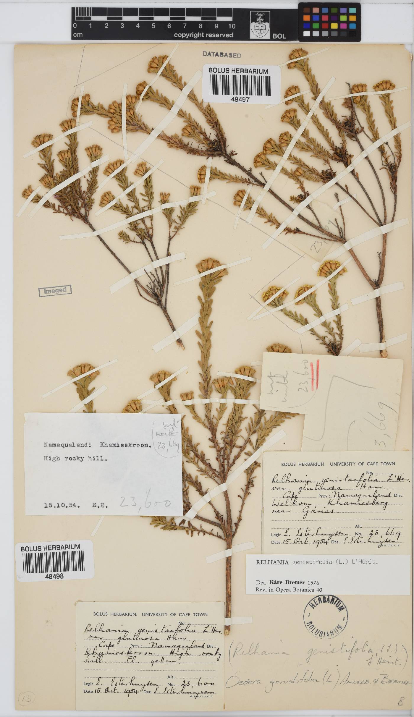 Oedera genistifolia image