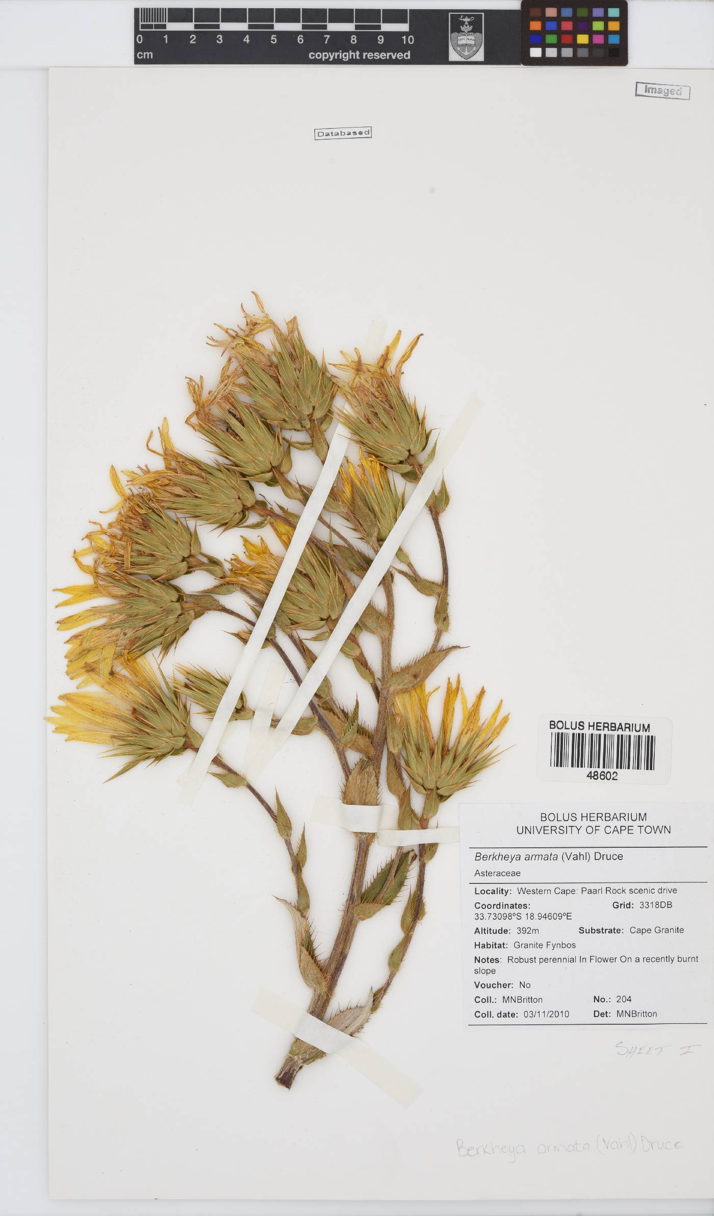 Berkheya armata image