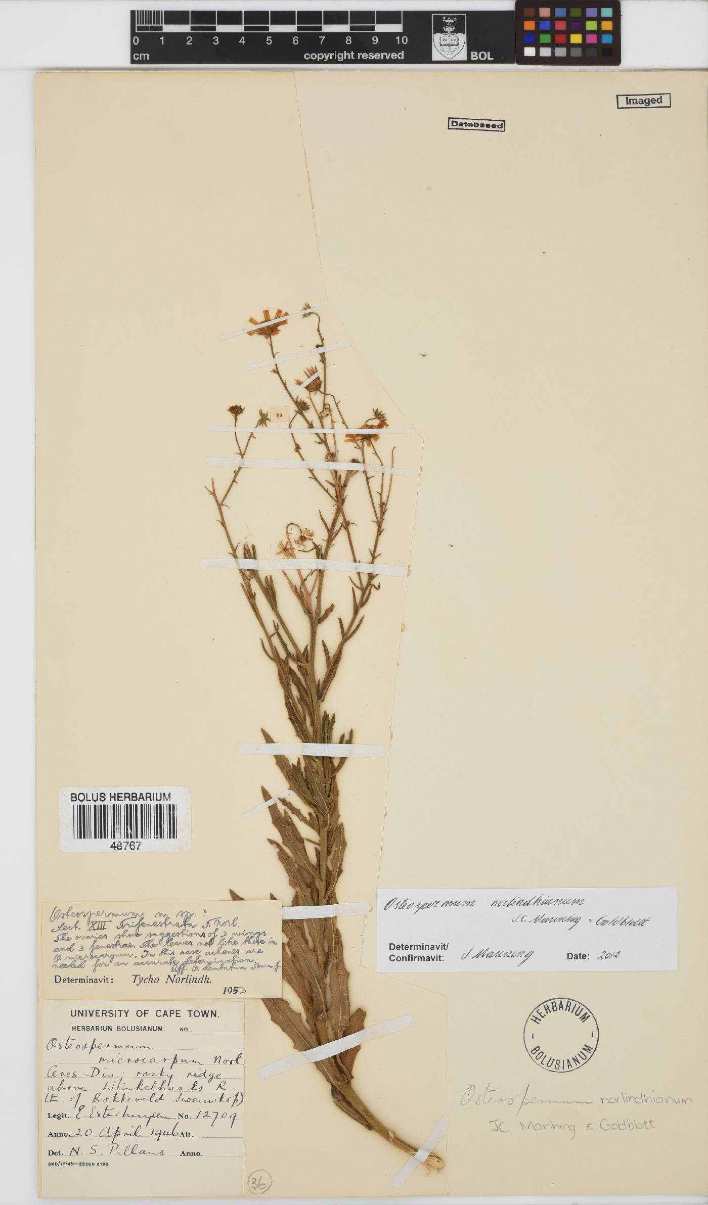 Osteospermum norlindhianum image