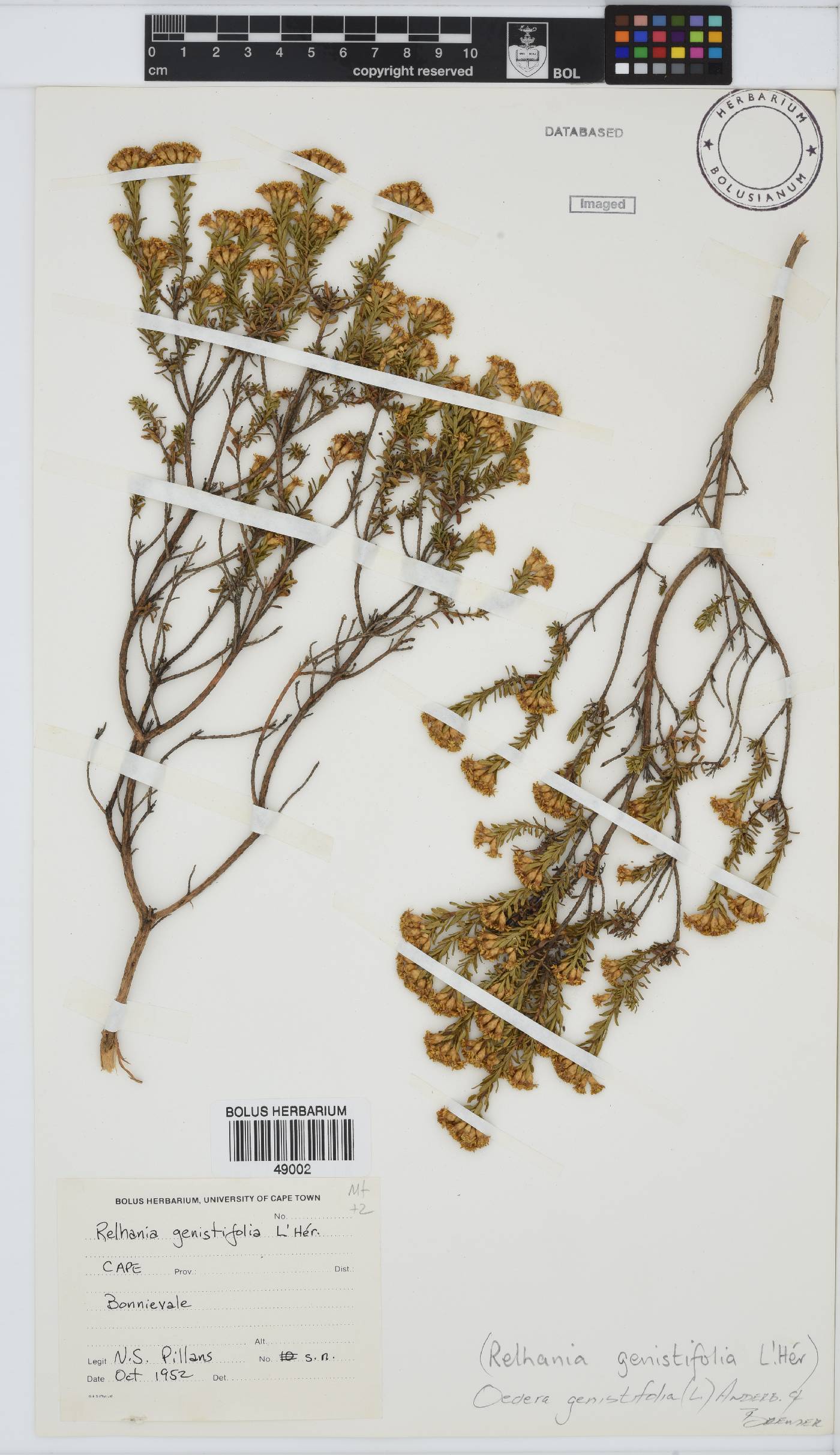 Oedera genistifolia image