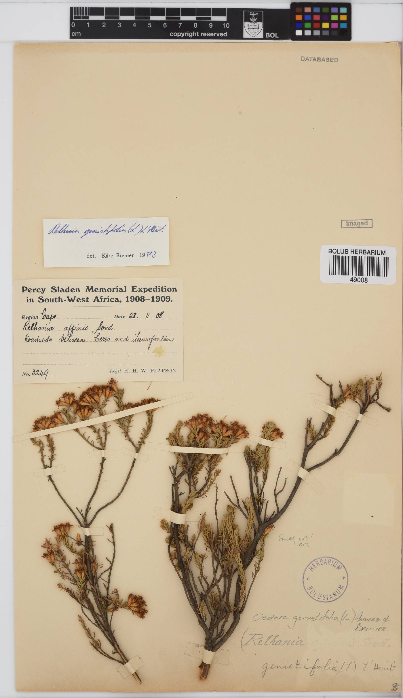 Oedera genistifolia image