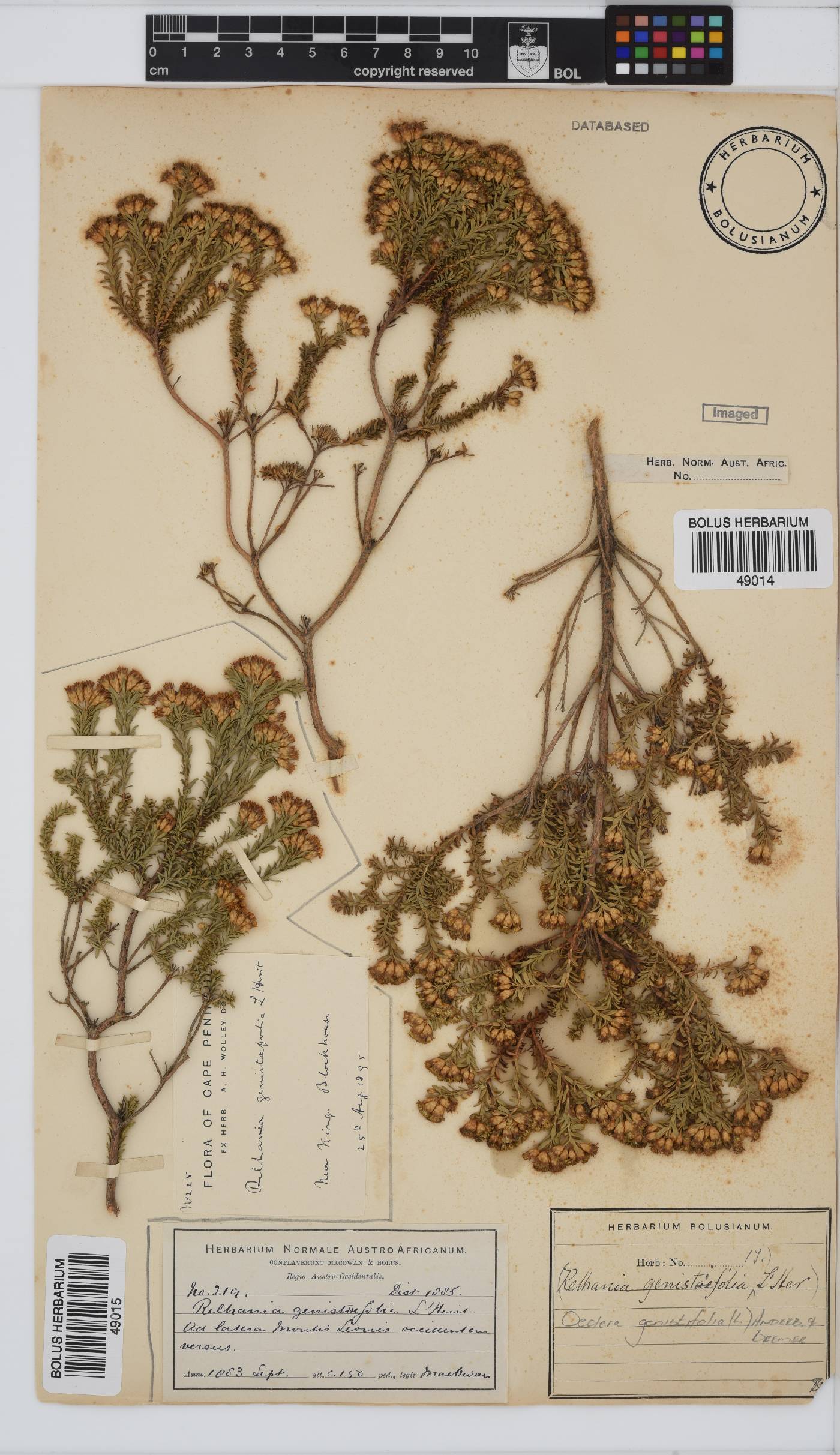 Oedera genistifolia image