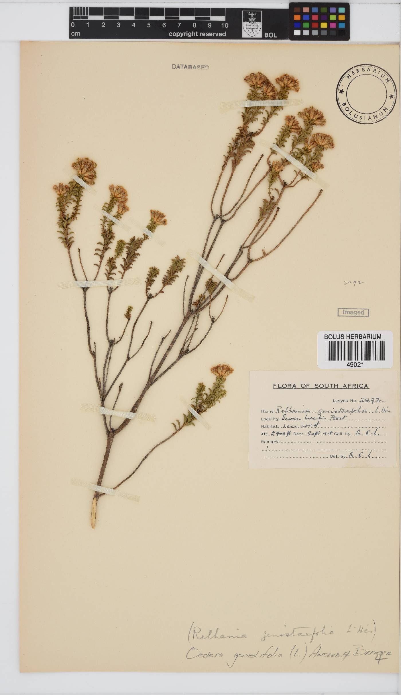 Oedera genistifolia image