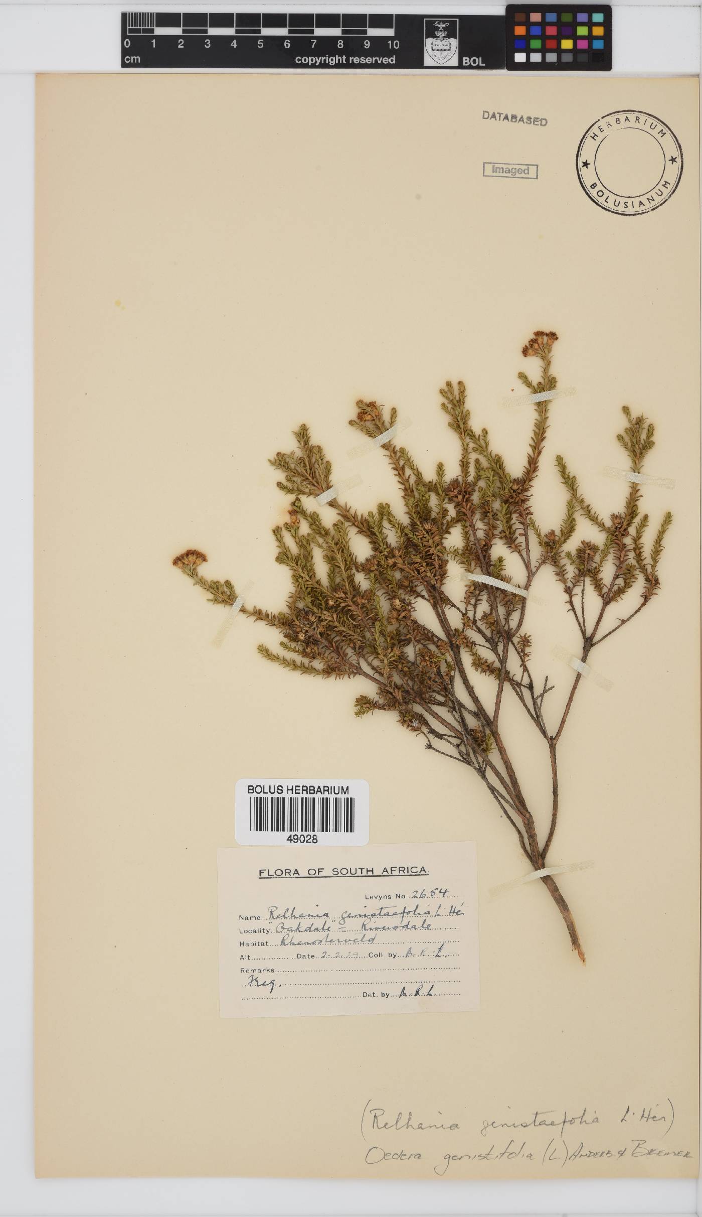 Oedera genistifolia image