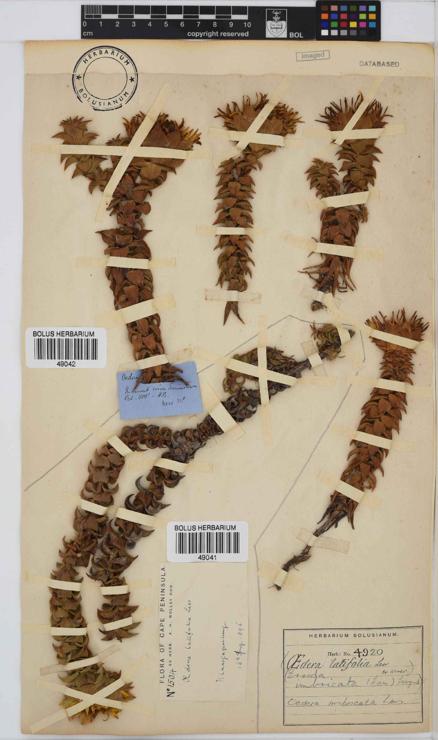 Oedera imbricata image