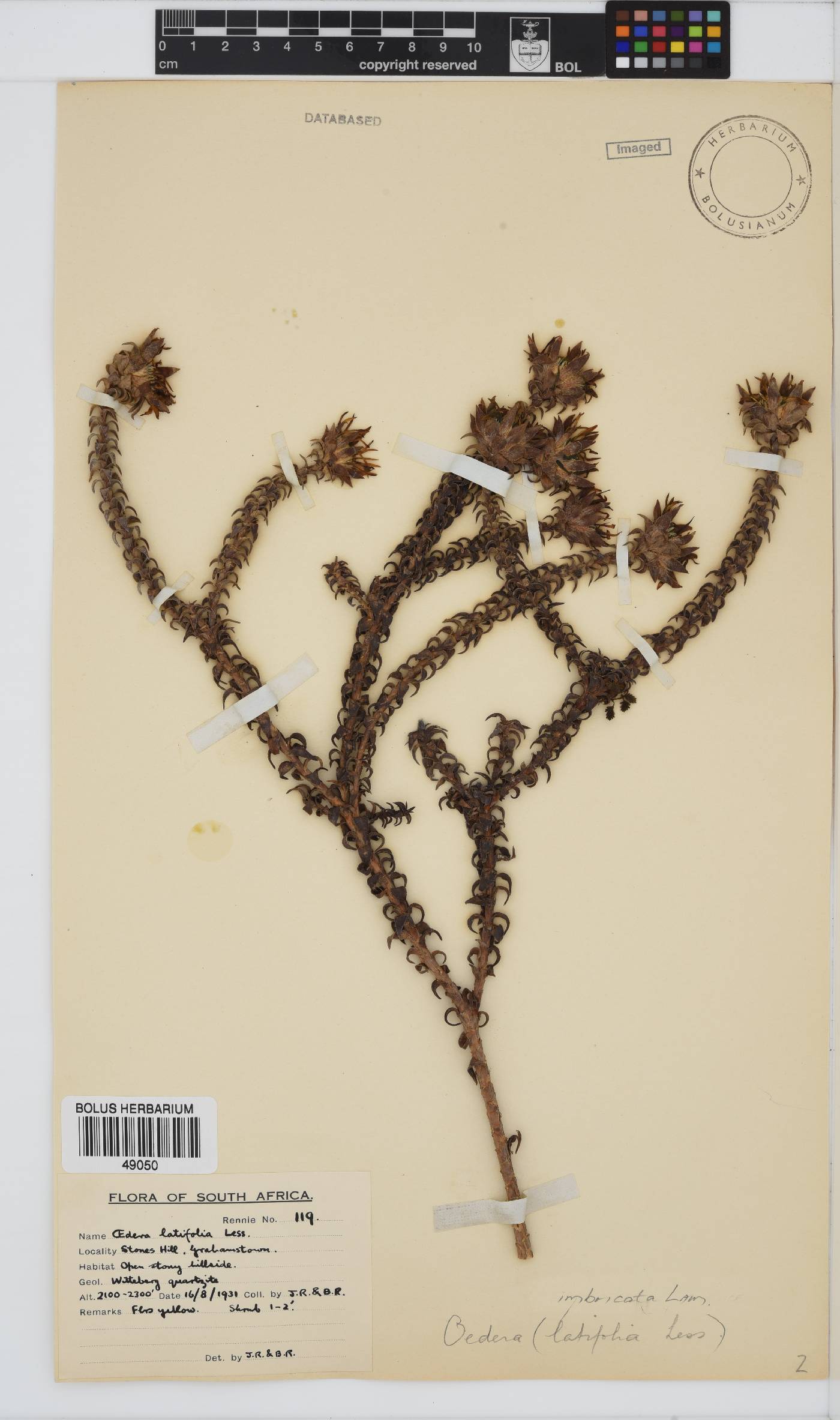 Oedera imbricata image