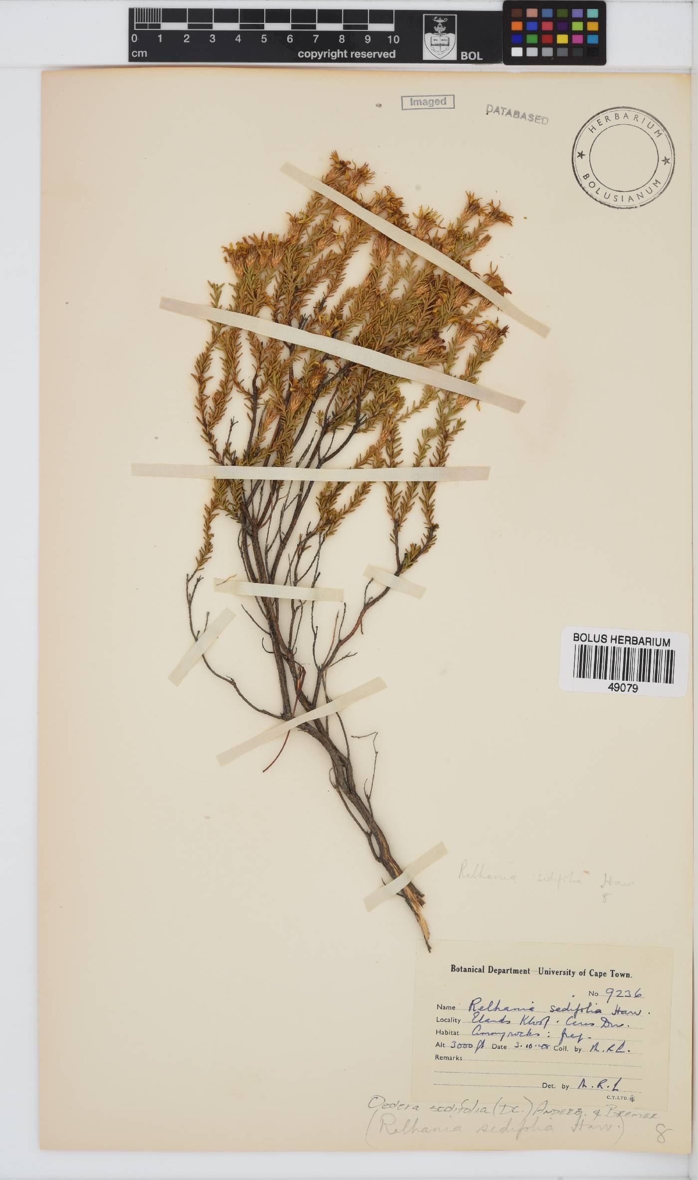 Oedera sedifolia image