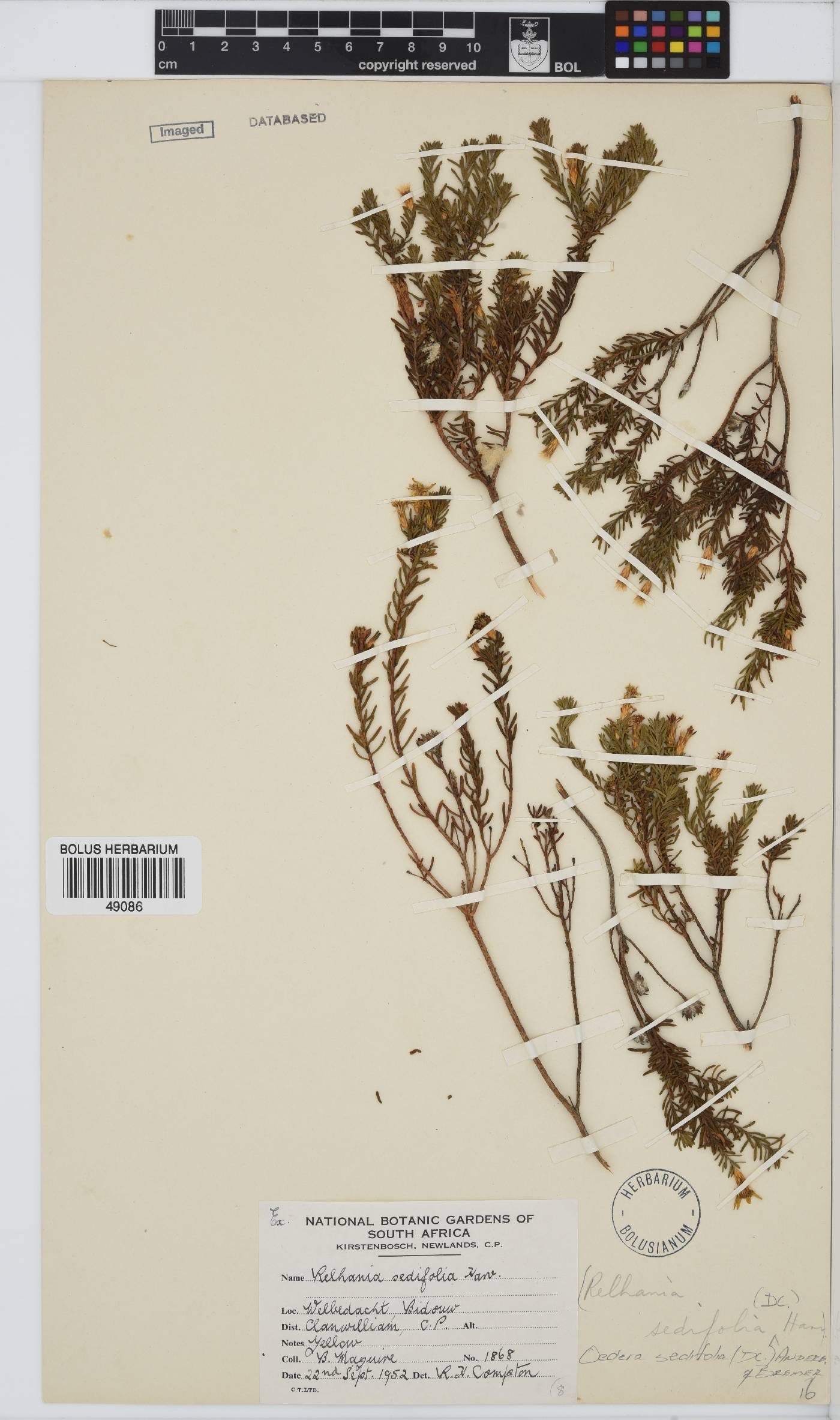 Oedera sedifolia image
