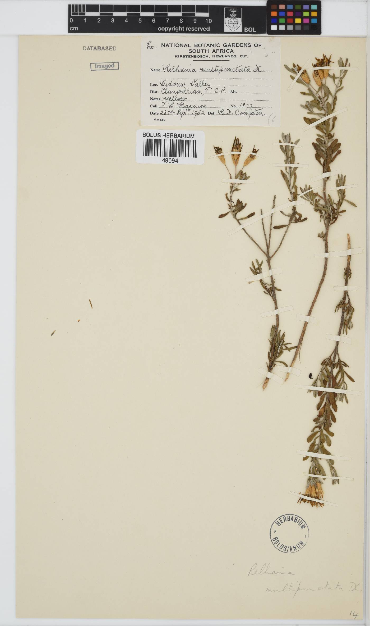 Oedera multipunctata image