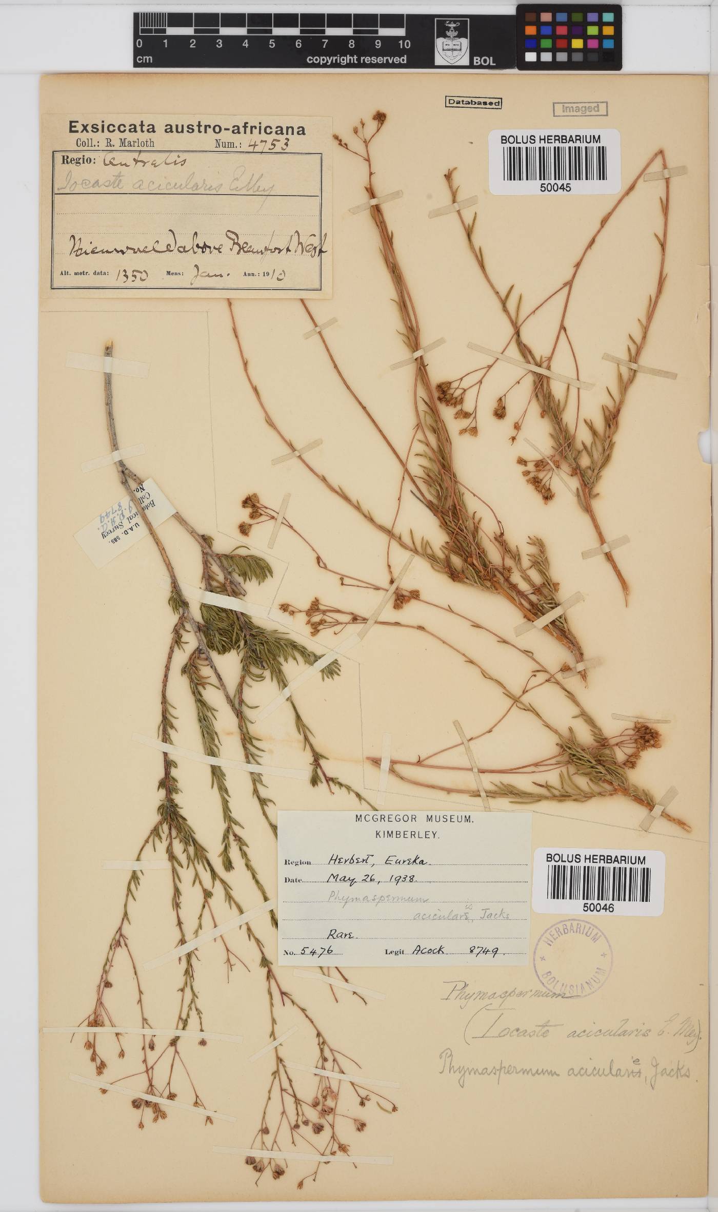 Phymaspermum aciculare image