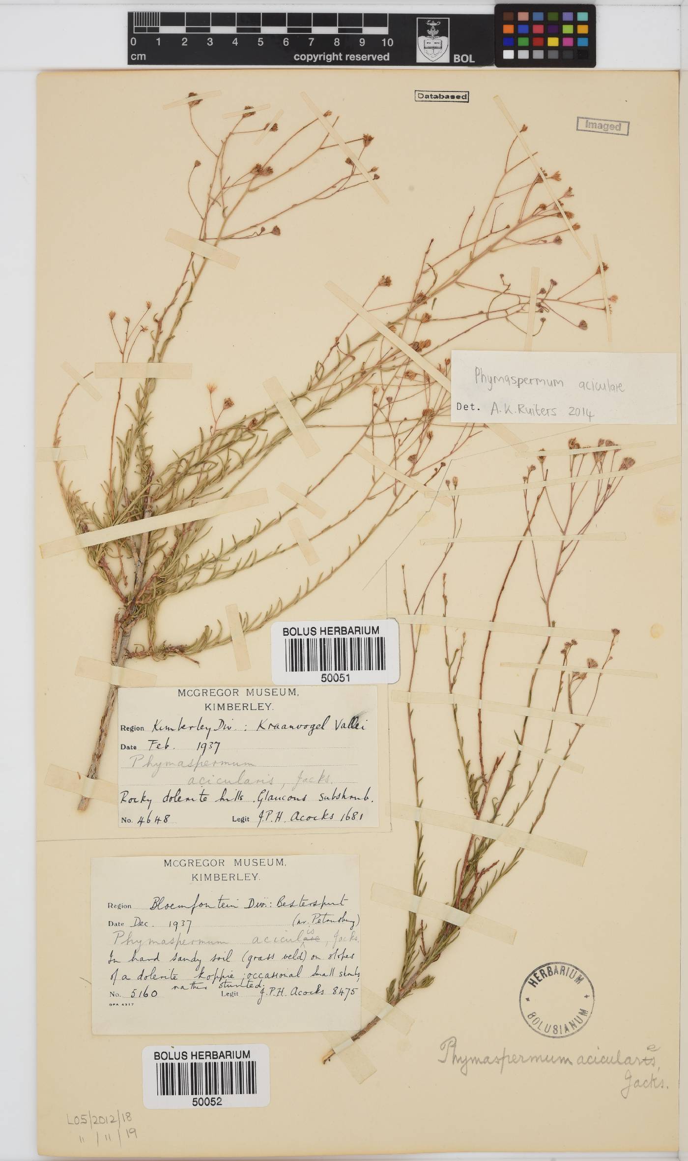 Phymaspermum aciculare image