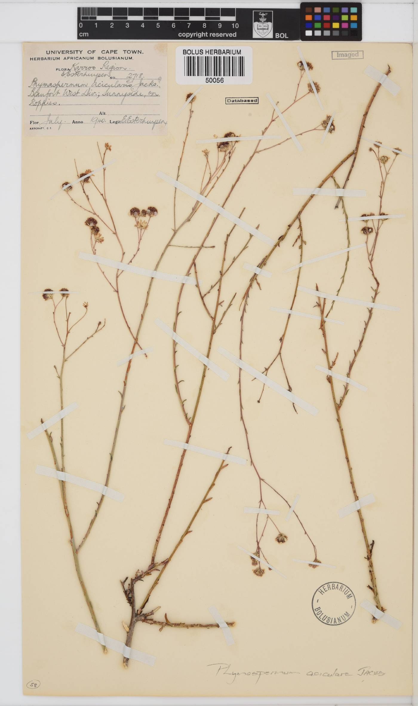 Phymaspermum aciculare image