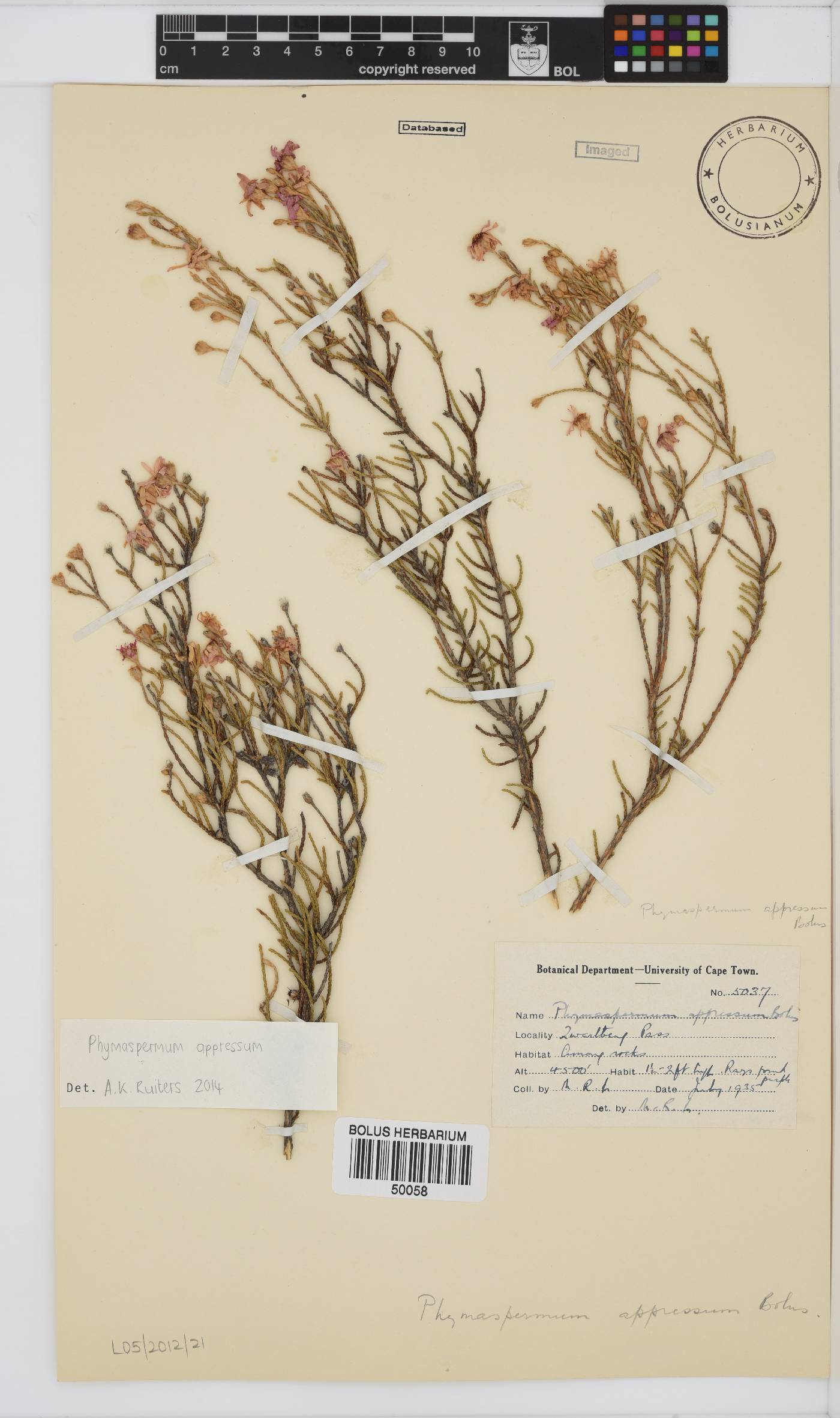 Phymaspermum appressum image