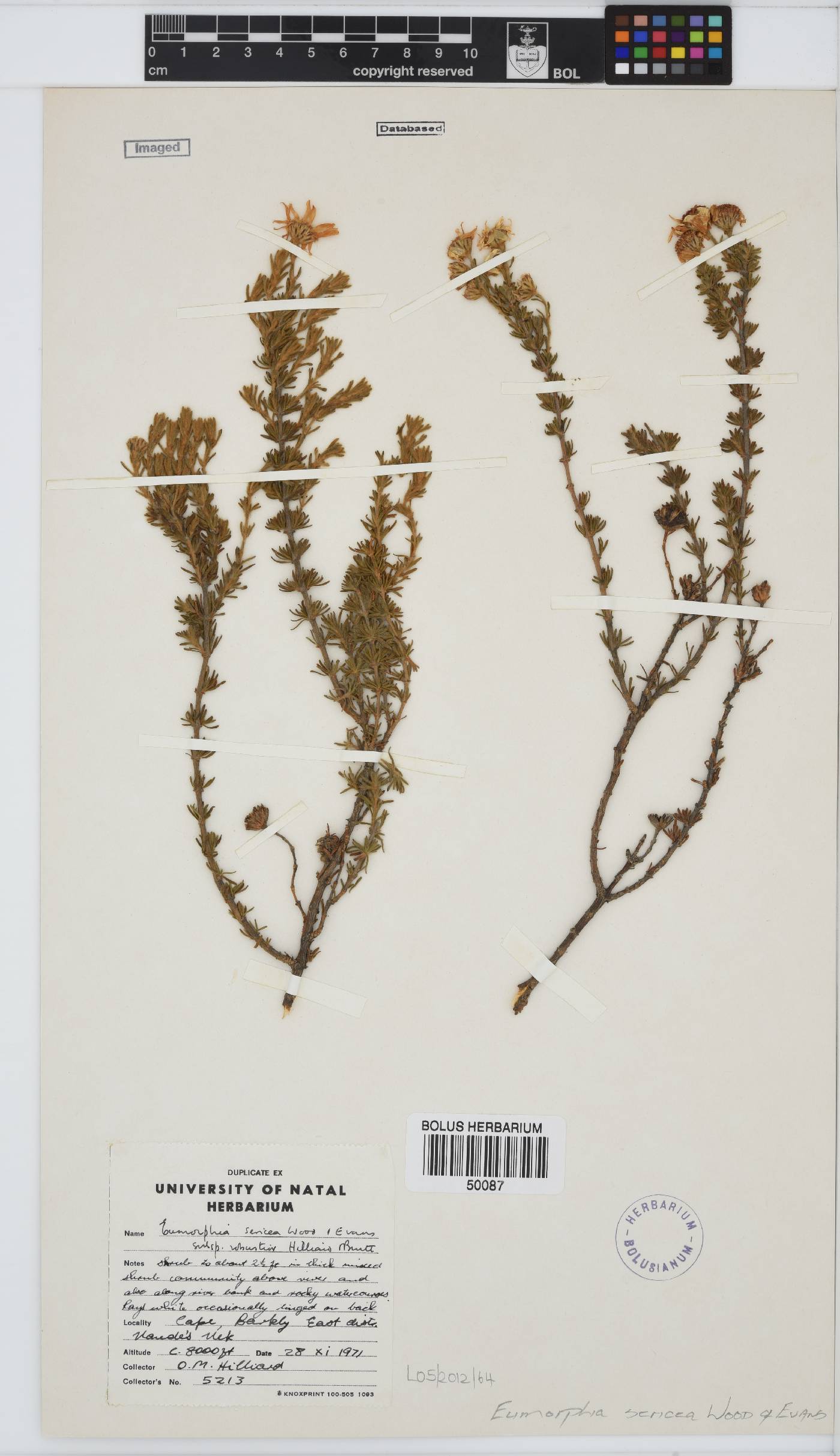 Eumorphia sericea subsp. robustior image