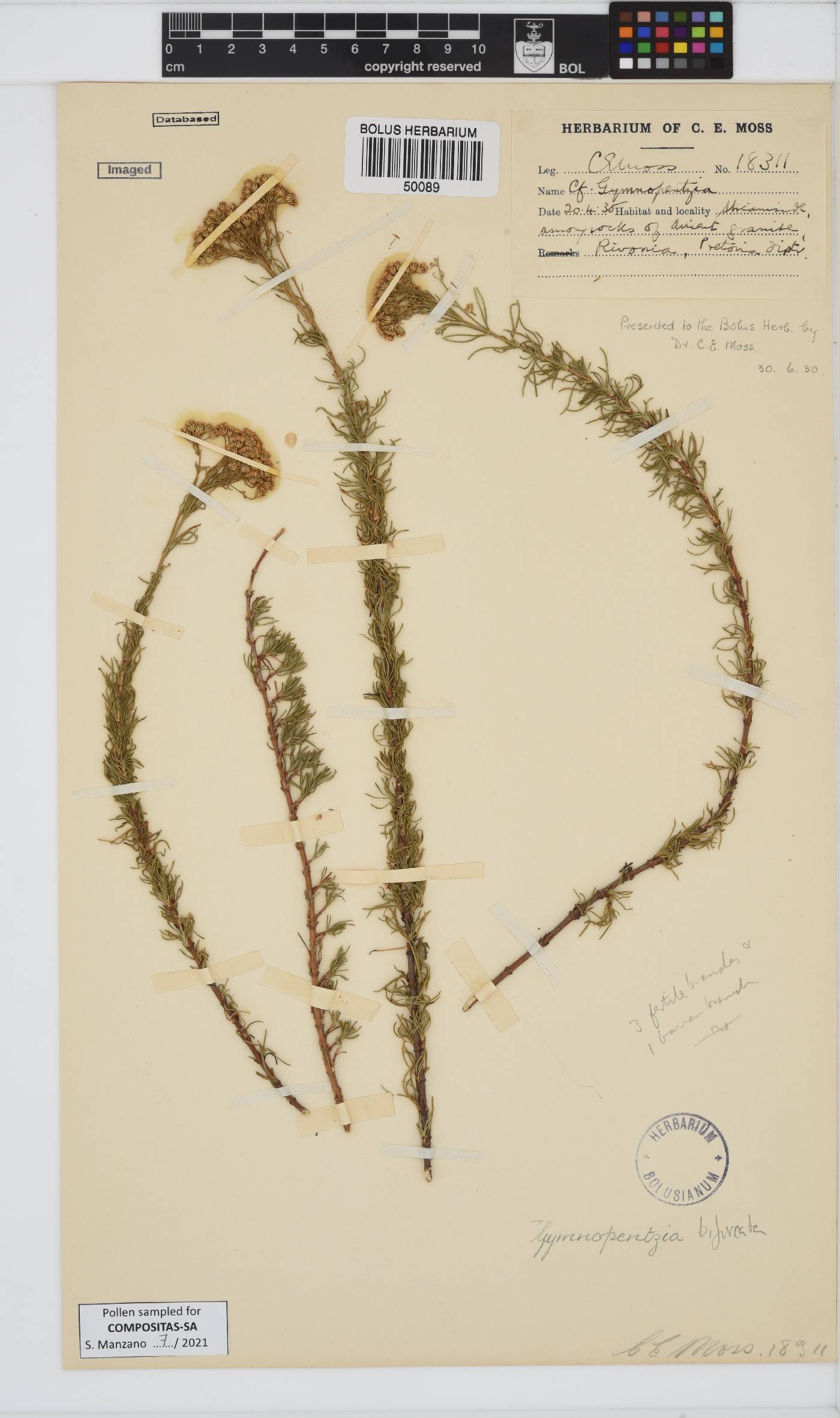 Gymnopentzia bifurcata image