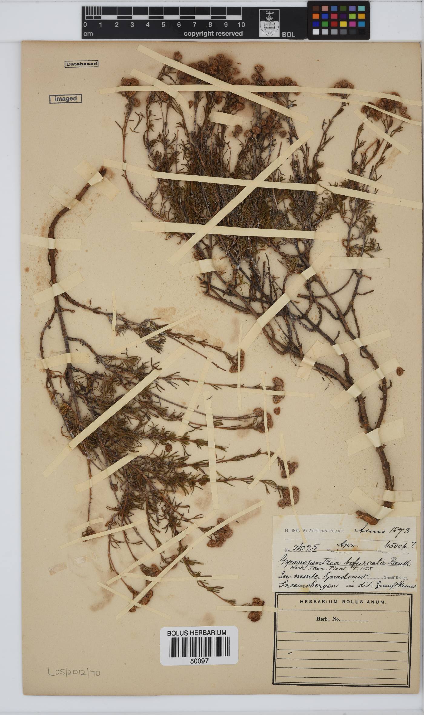 Gymnopentzia bifurcata image