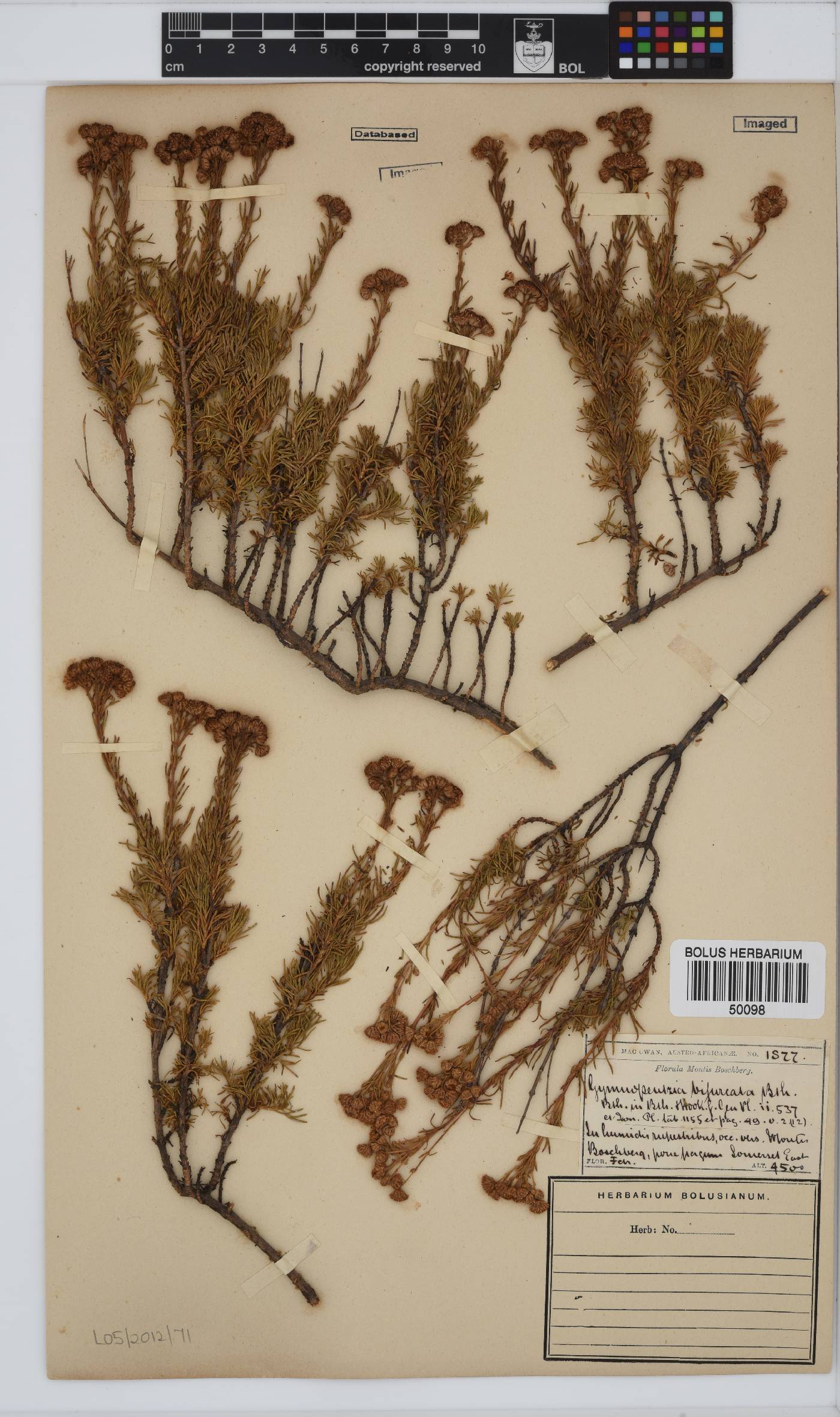 Gymnopentzia image