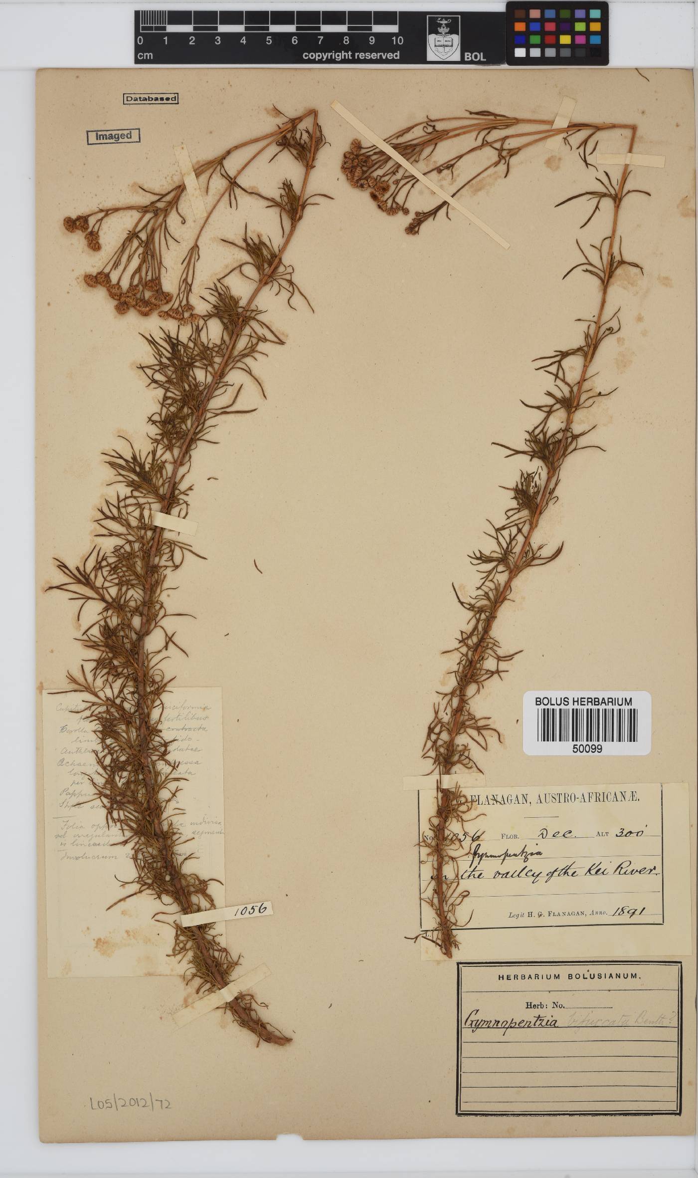 Gymnopentzia bifurcata image