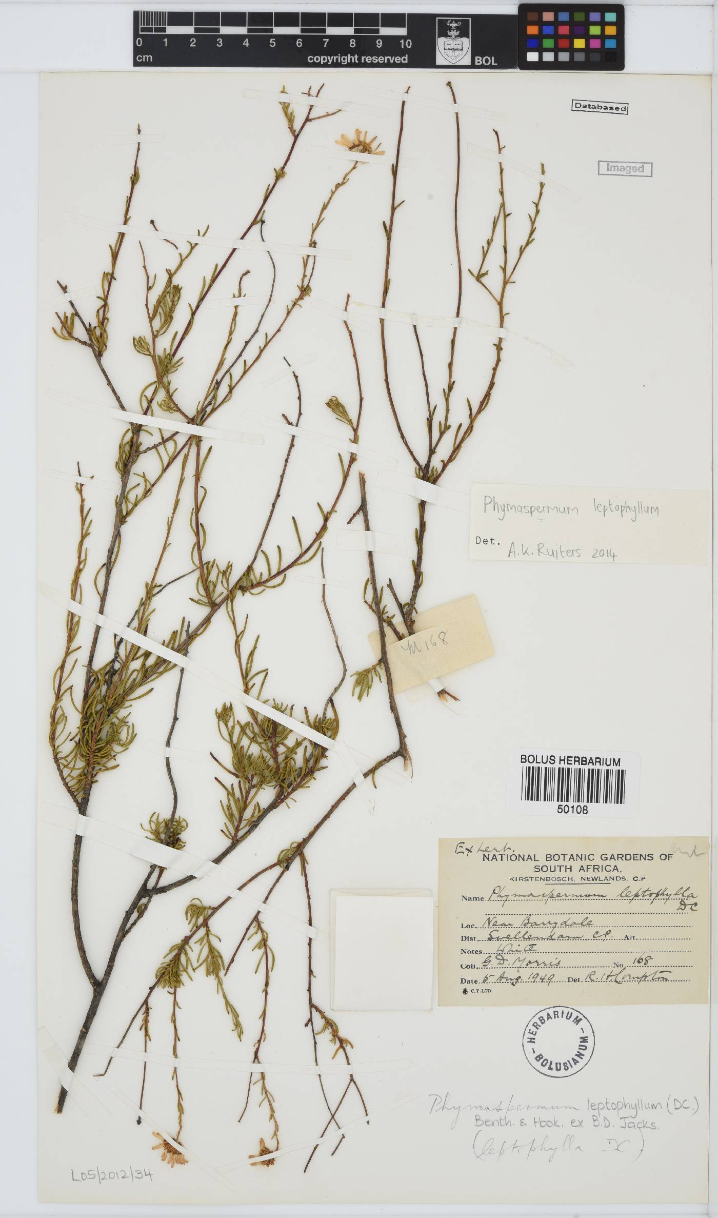 Phymaspermum leptophyllum image